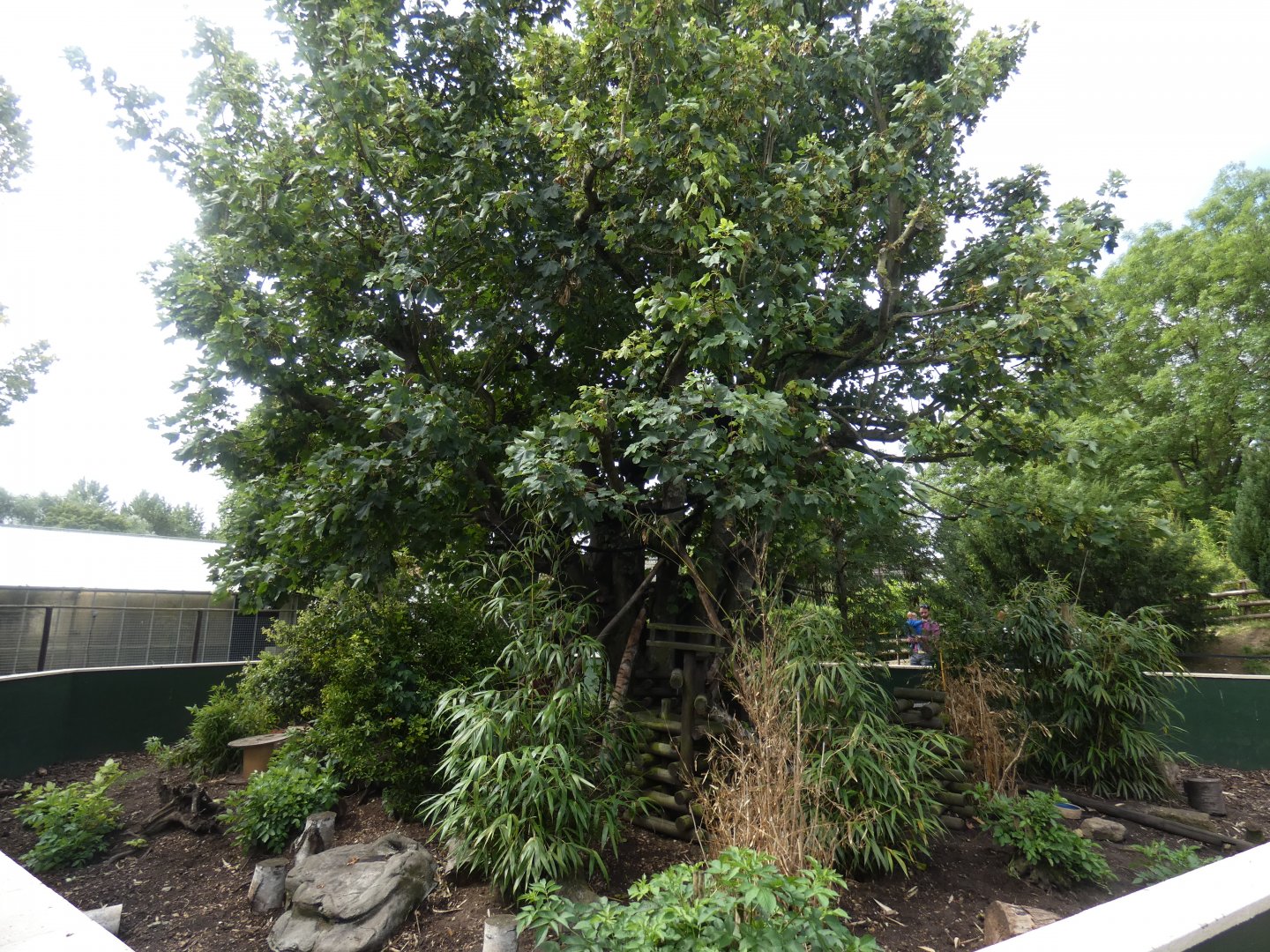 Ring-tailed Coati enclosure