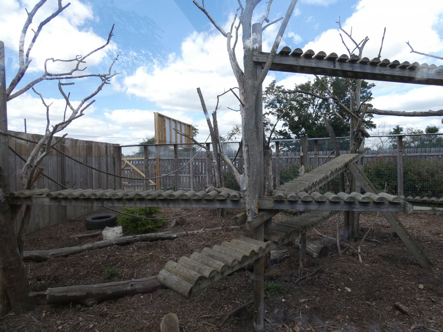 Ring-tailed Coati enclosure