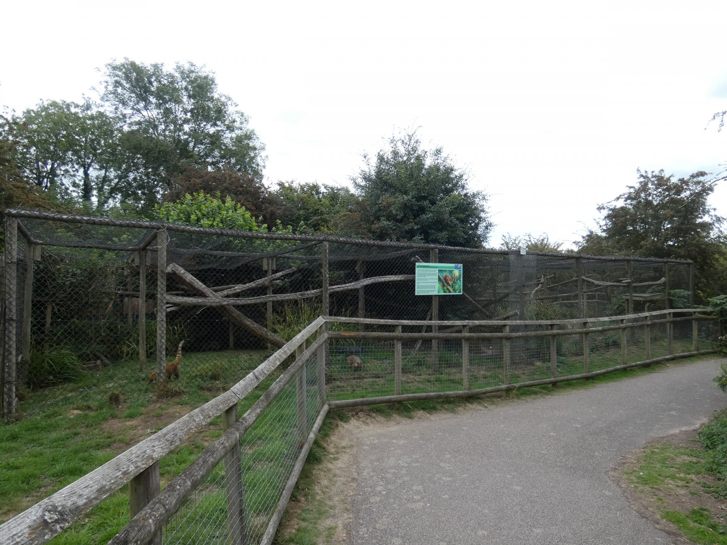 Ring-tailed Coati enclosure