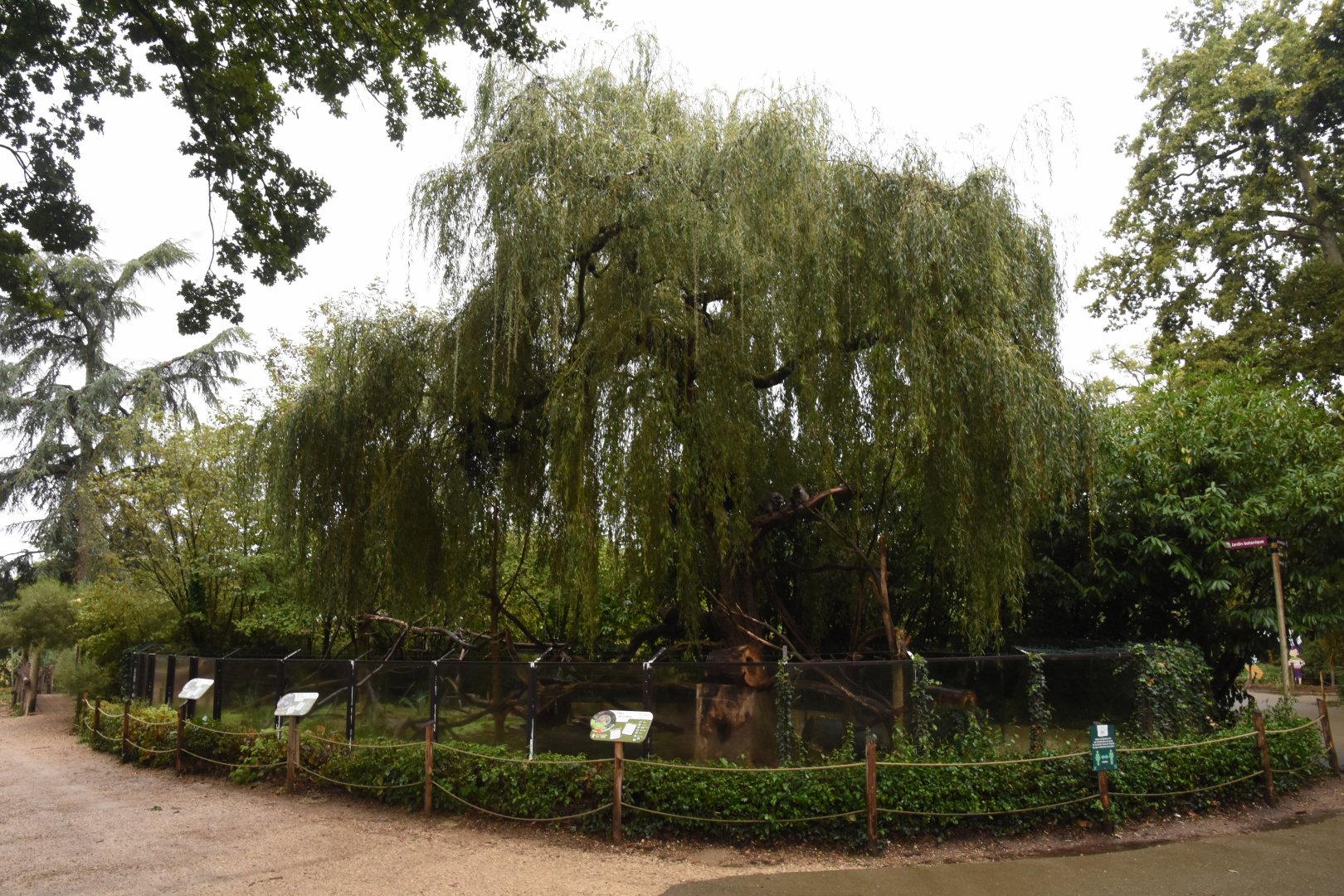 Ring-tailed Coati enclosure