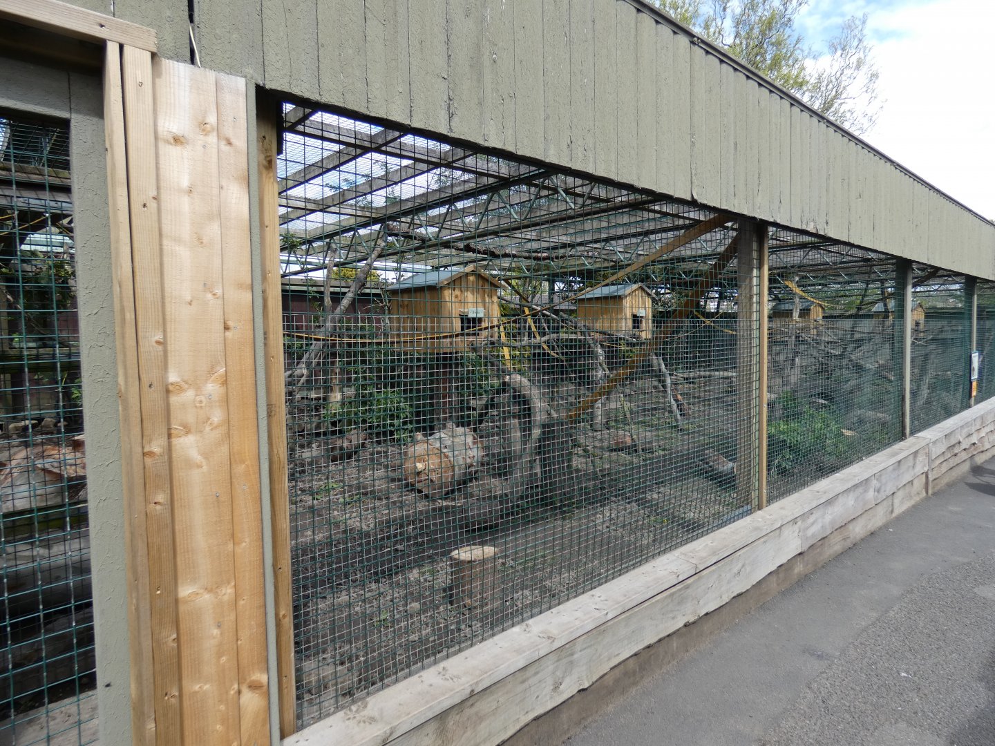 Ring-tailed coati enclosure