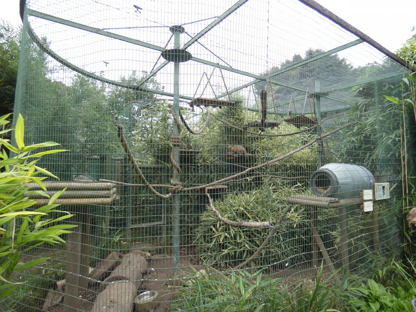 Ring-tailed coati enclosure