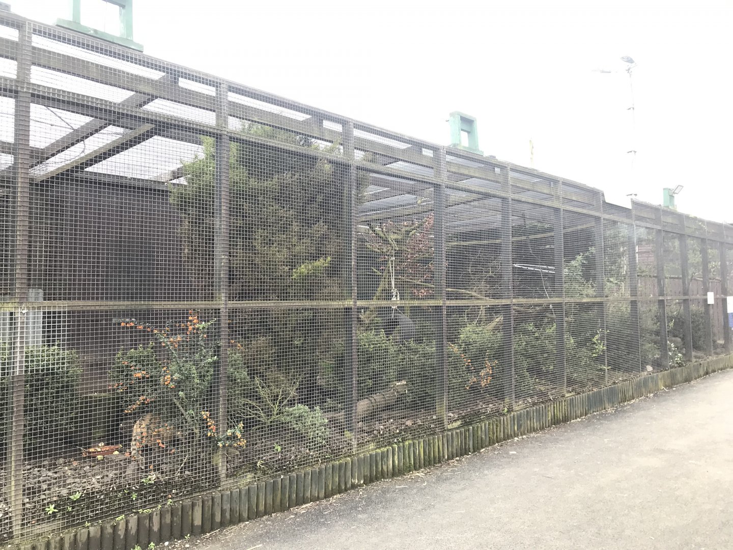 Ring tailed coati enclosure
