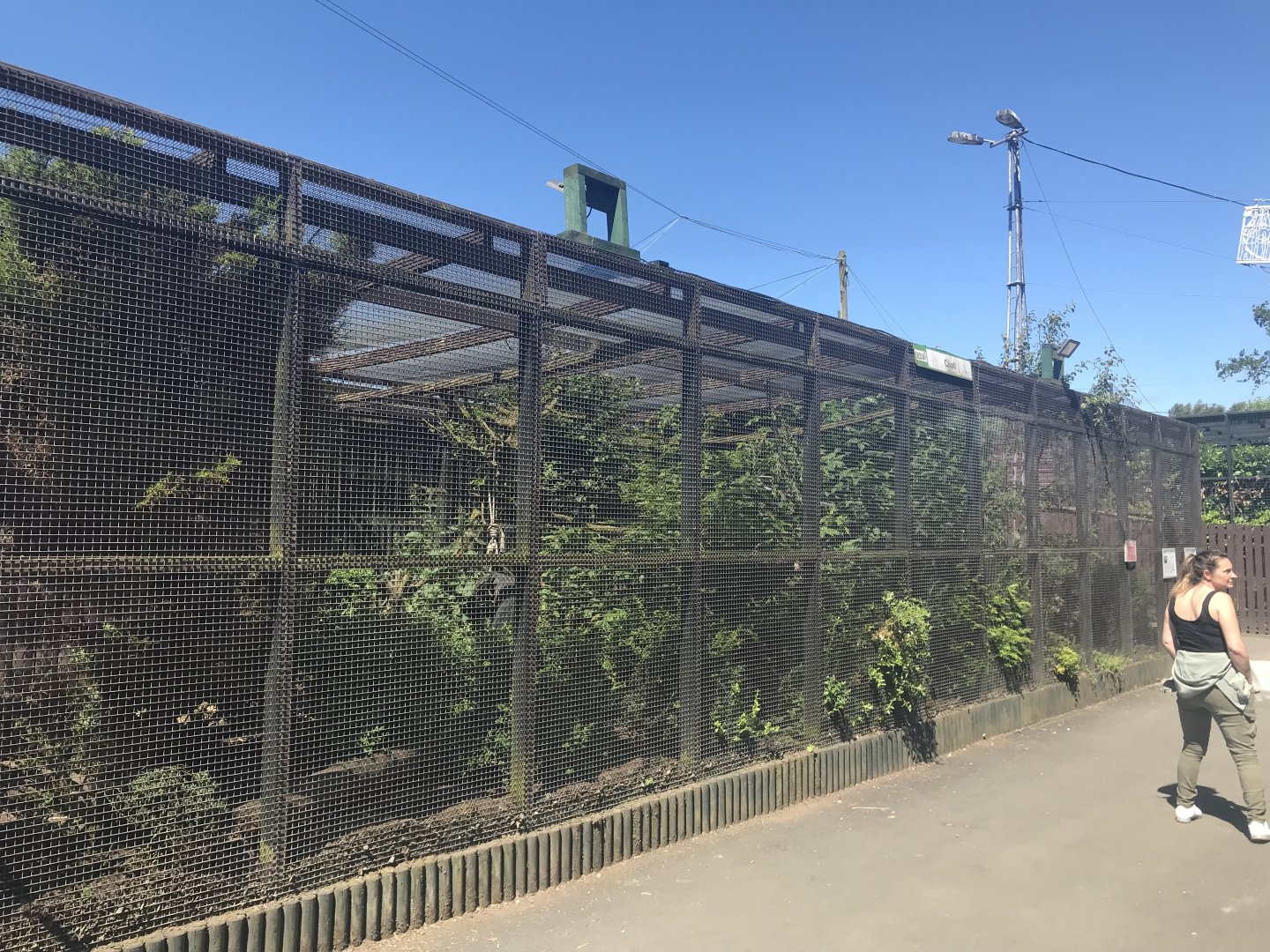 Ring tailed coati enclosure