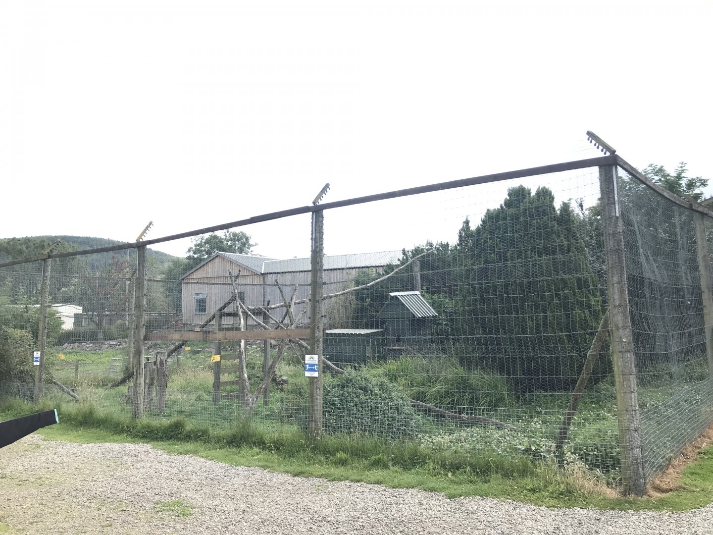 Ring tailed coati enclosure