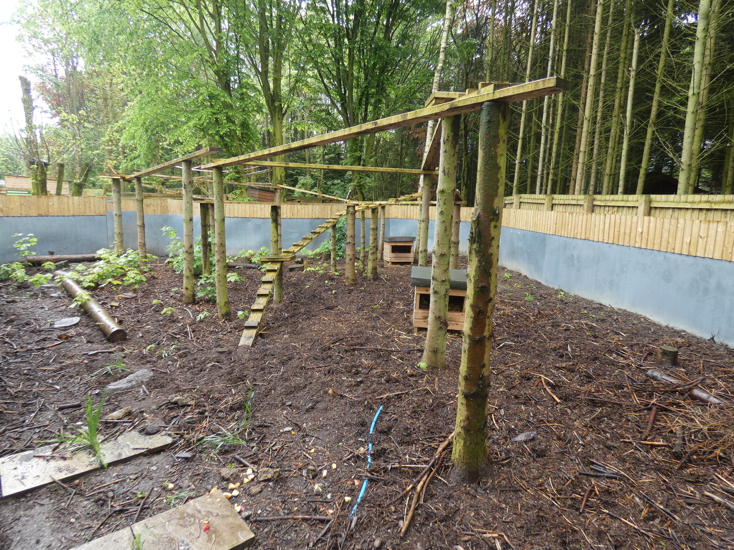 Ring-tailed coati enclosure