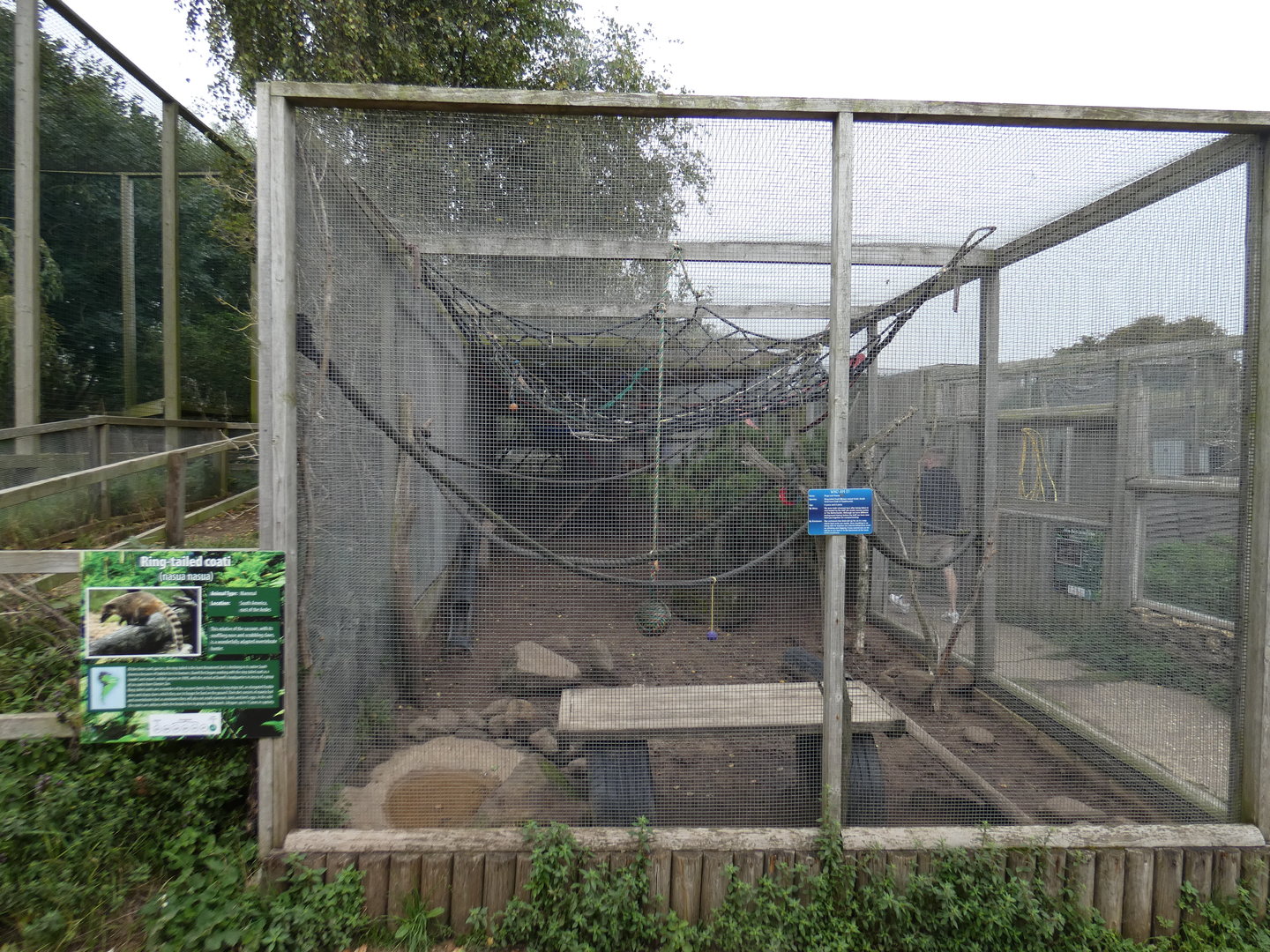 Ring-tailed coati enclosure