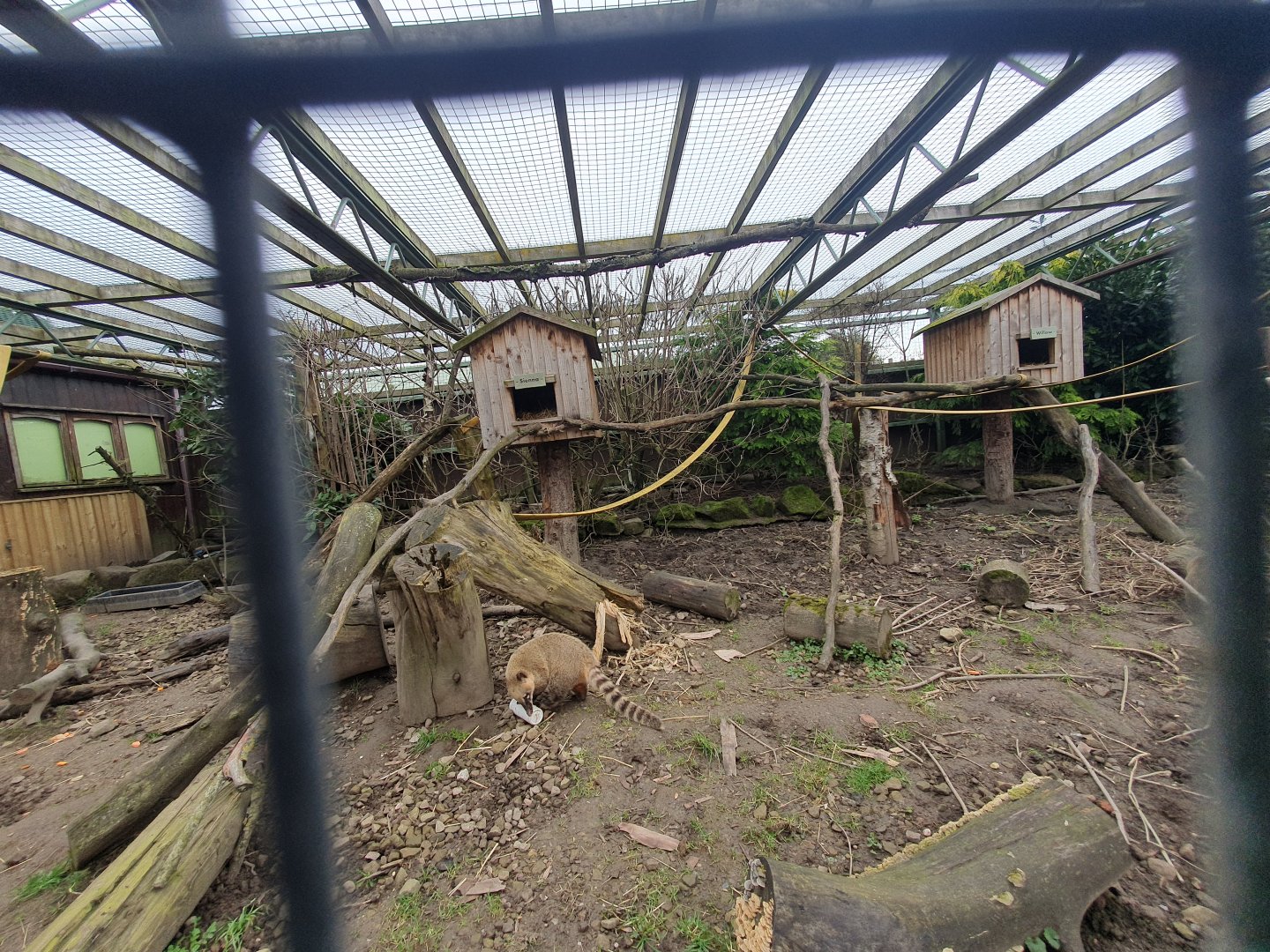 Ring tailed coati enclosure
