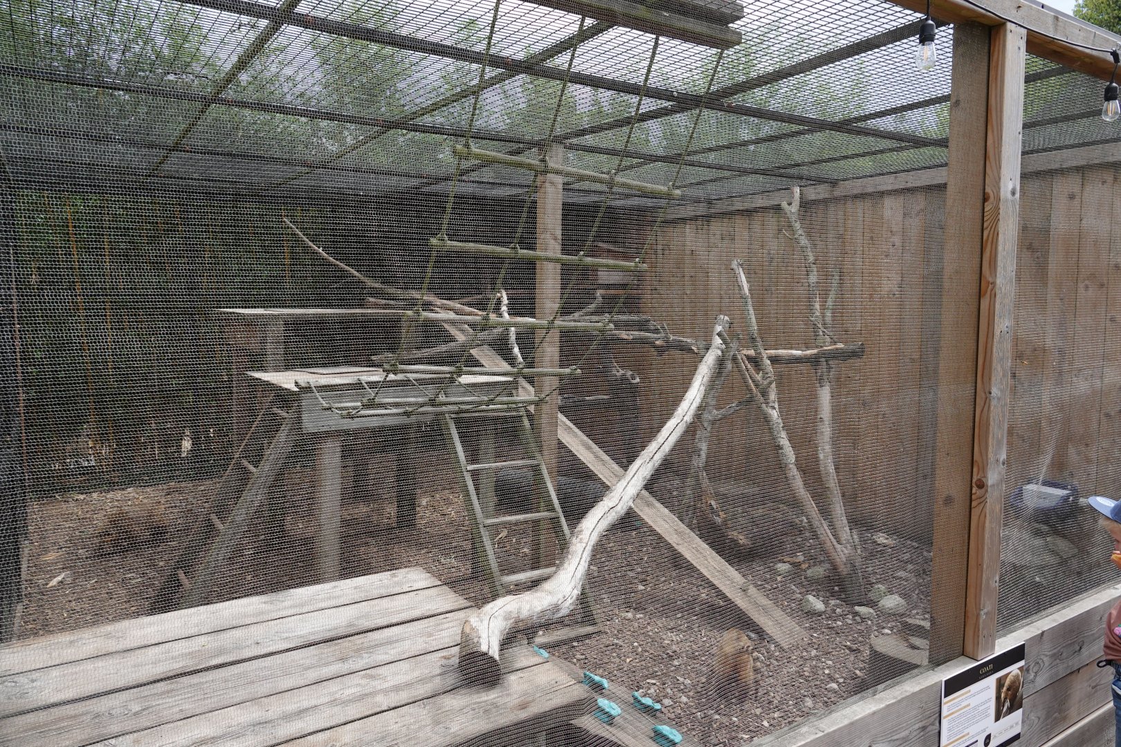 Ring-tailed coati enclosure