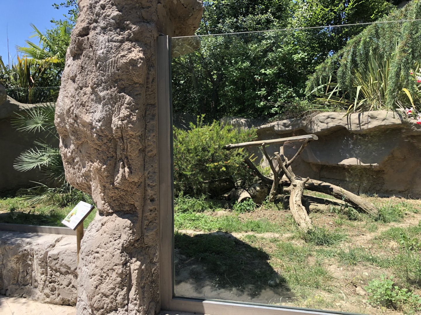 Ring tailed coati exhibit (2)