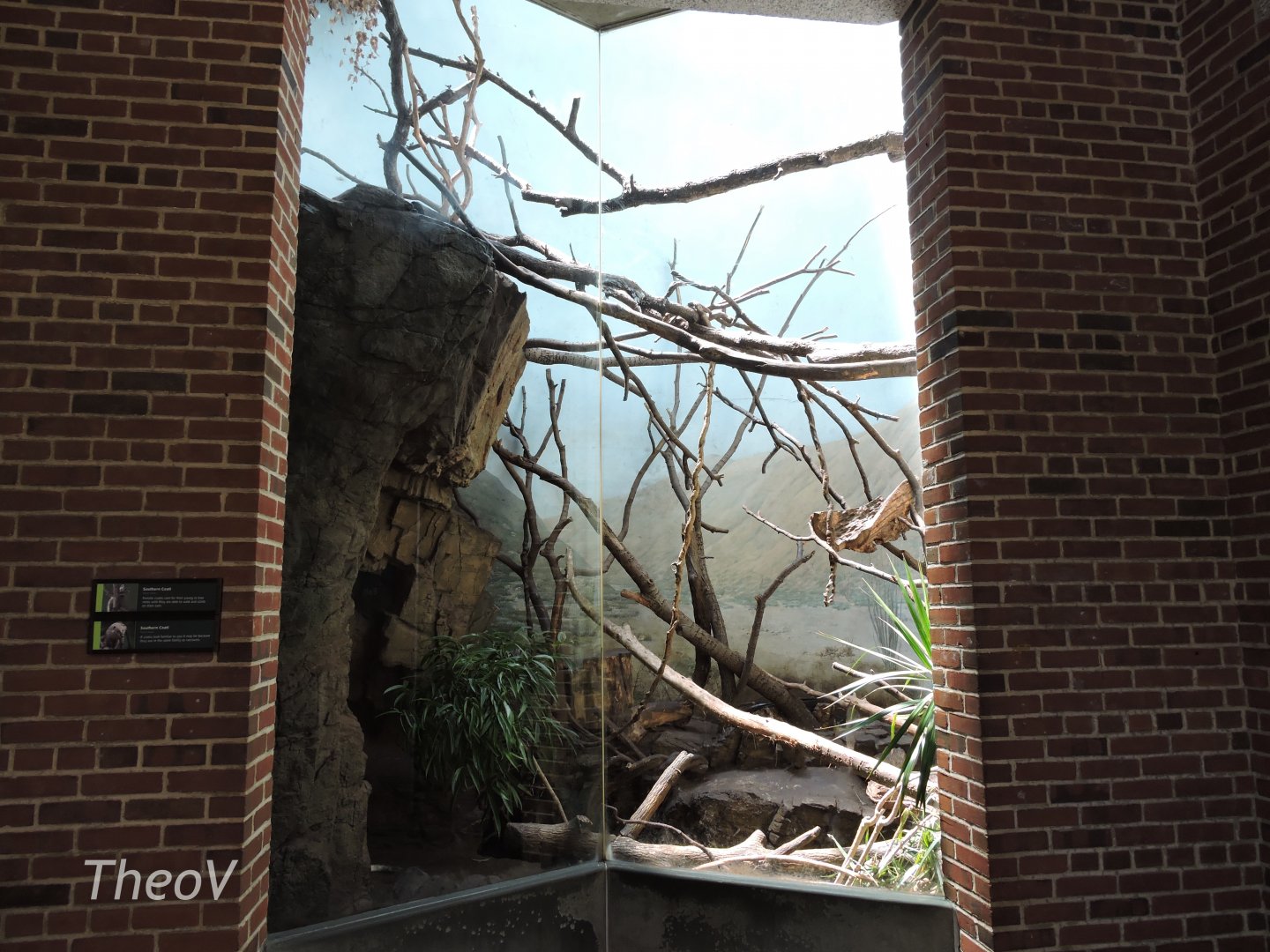 Ring-tailed coati exhibit [2015]