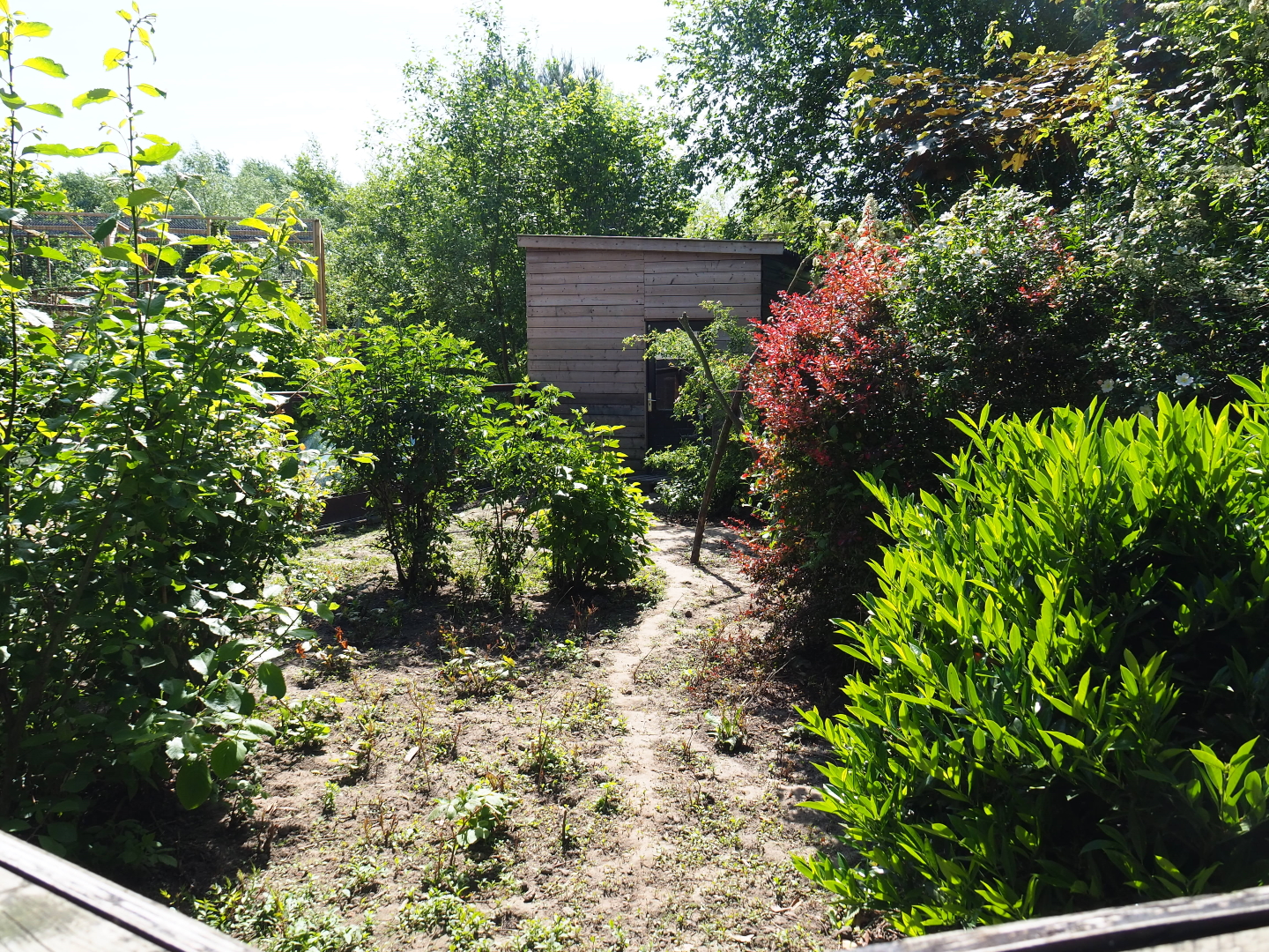 Ring-tailed coati exhibit, 2019-06-01