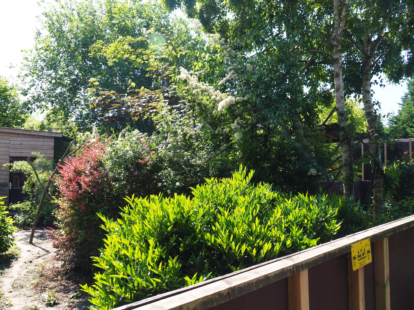 Ring-tailed coati exhibit, 2019-06-01