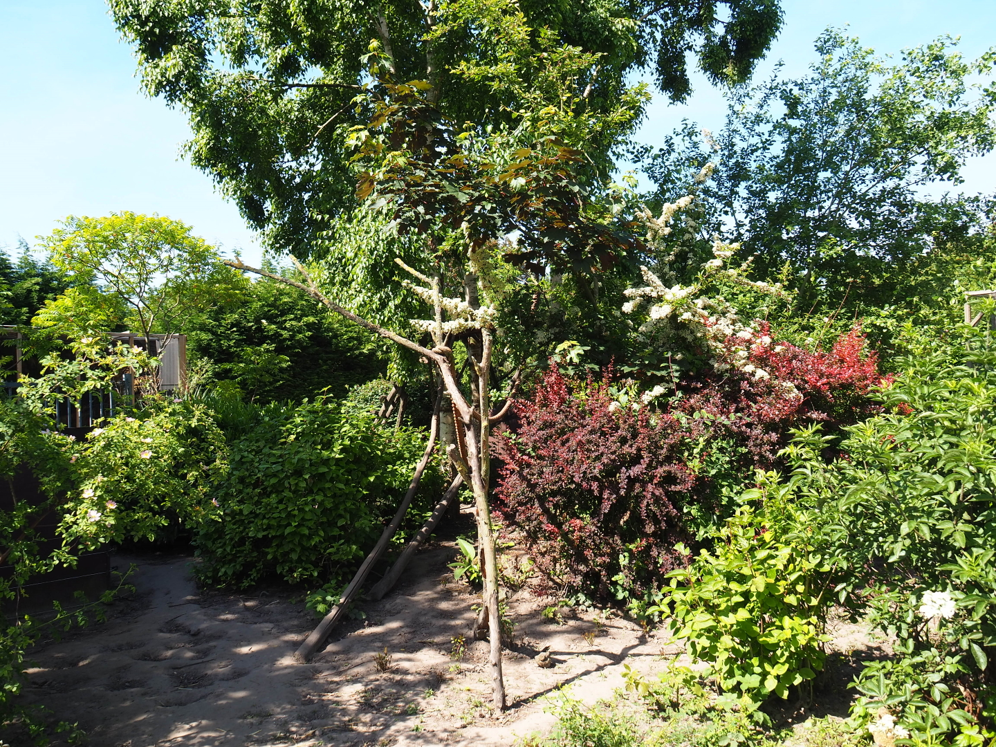 Ring-tailed coati exhibit, 2019-06-01