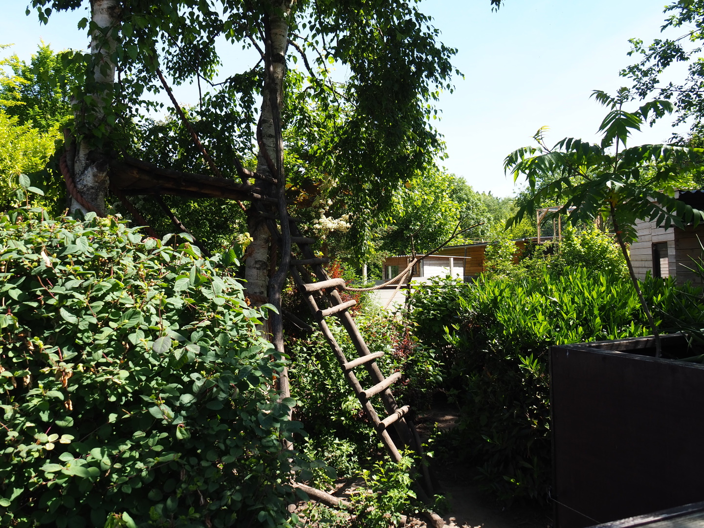 Ring-tailed coati exhibit, 2019-06-01