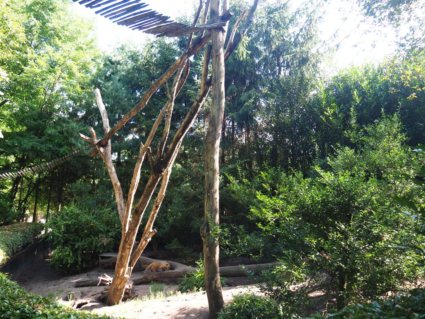 Ring-tailed coati exhibit, 2019-08-11