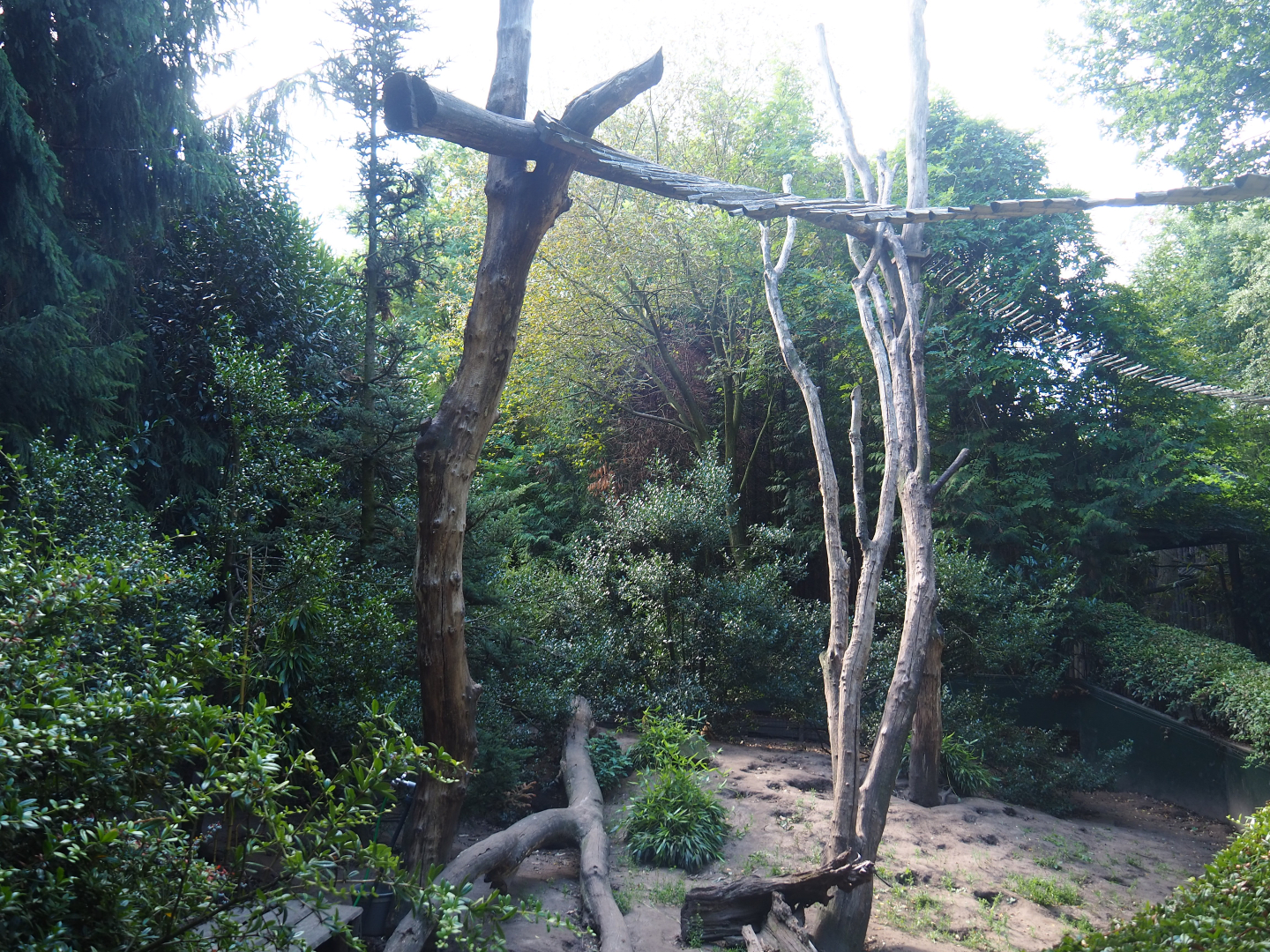 Ring-tailed coati exhibit, 2019-08-11