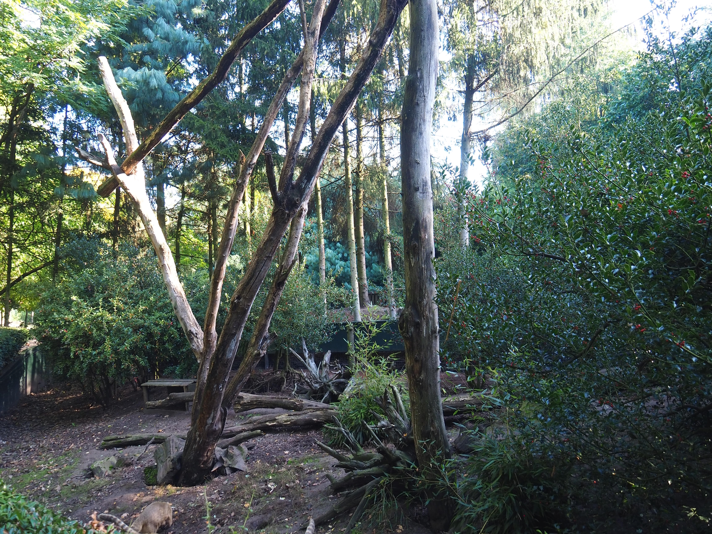 Ring-tailed coati exhibit, 2022-10-09