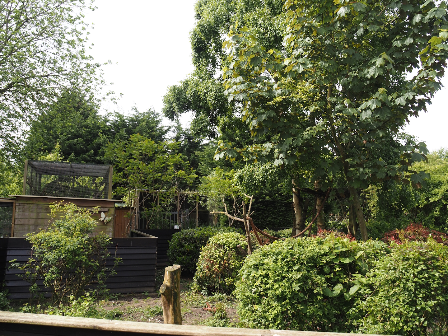 Ring-tailed coati exhibit, 2024-05-11