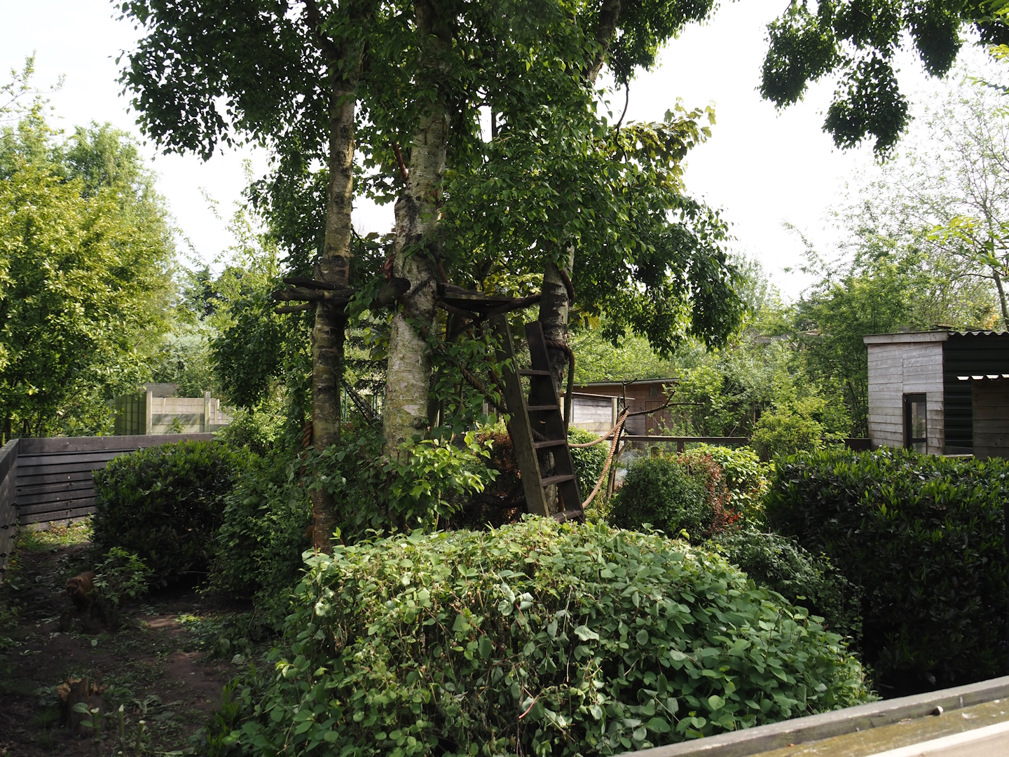 Ring-tailed coati exhibit, 2024-05-11