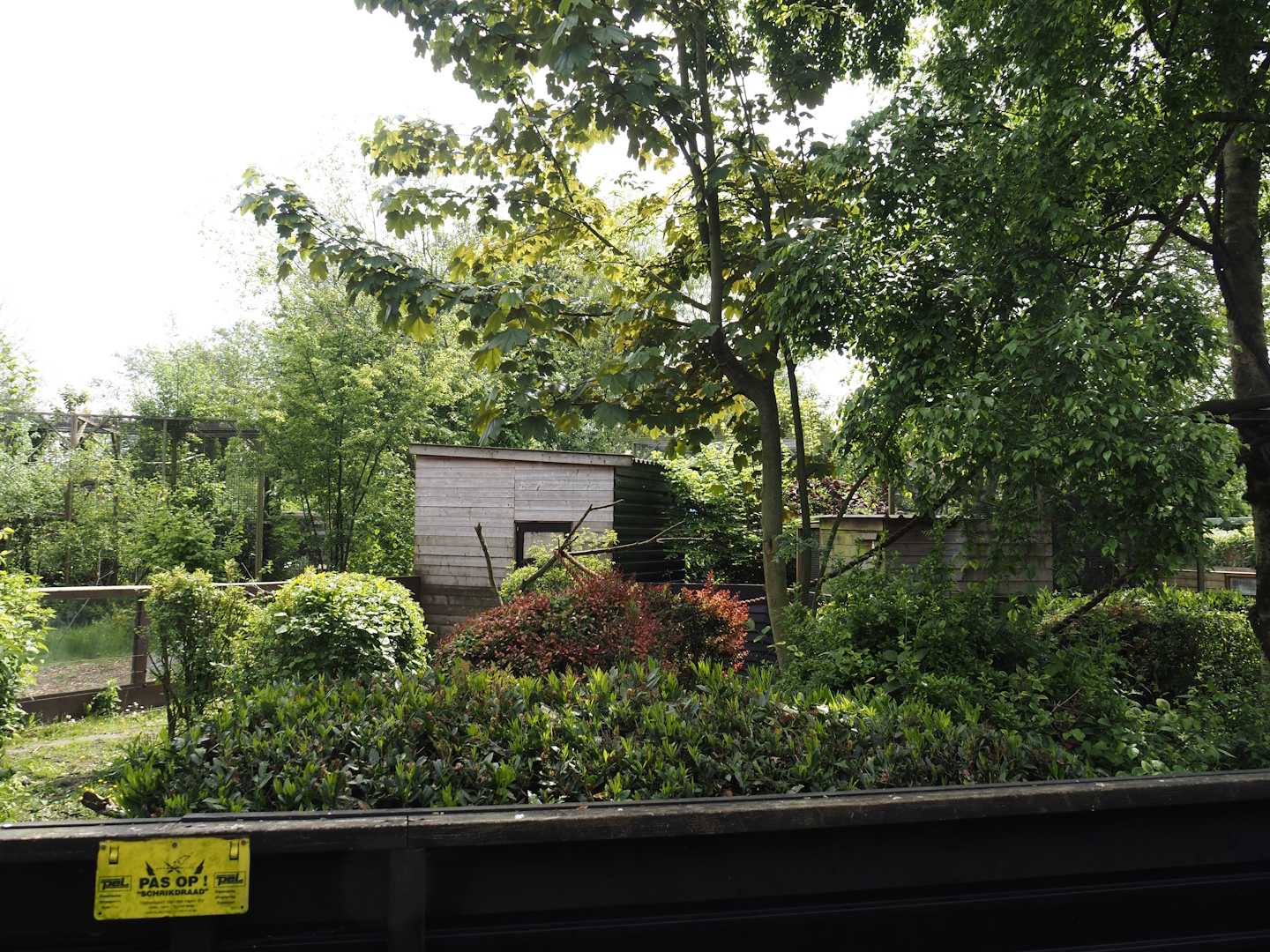 Ring-tailed coati exhibit, 2024-05-11