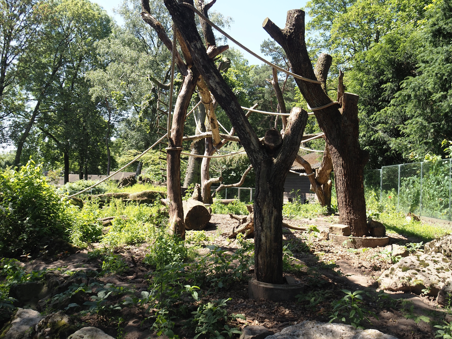 Ring-tailed coati exhibit, 2024-06-08