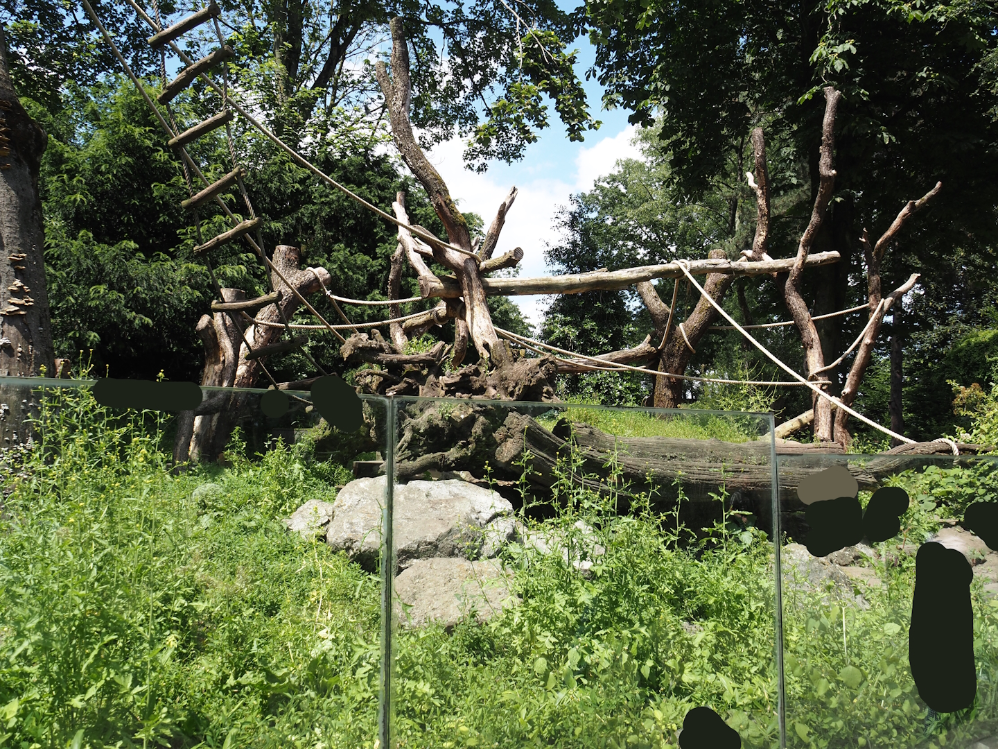 Ring-tailed coati exhibit, 2024-06-08
