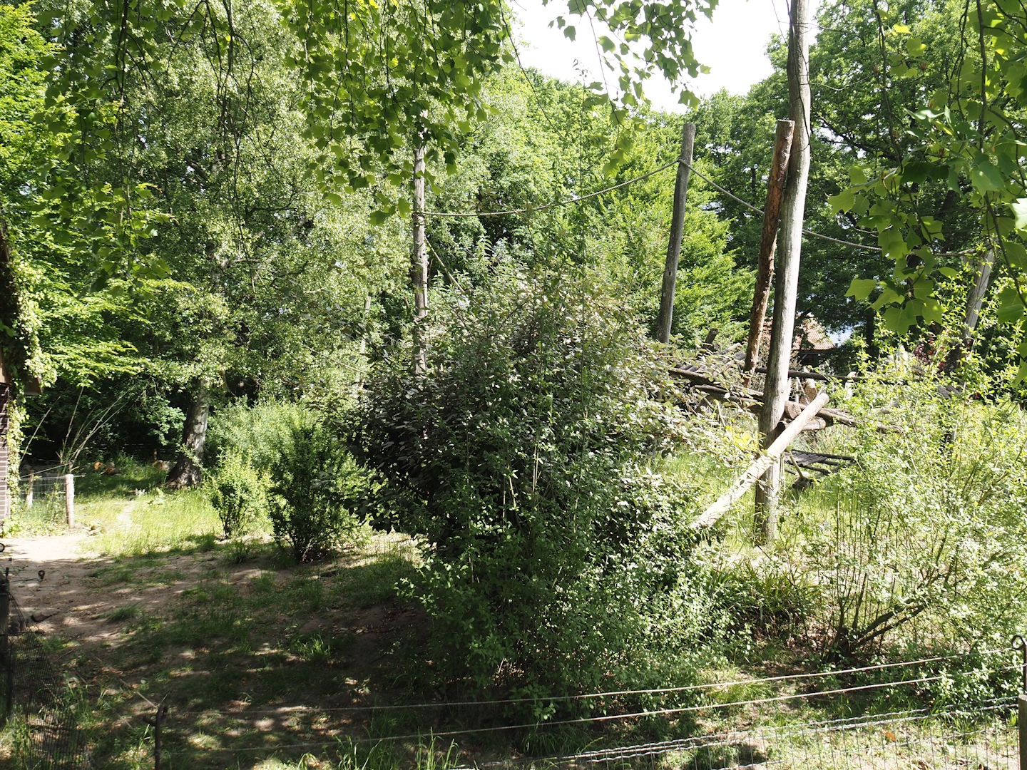 Ring-tailed coati exhibit, 2025-05-22
