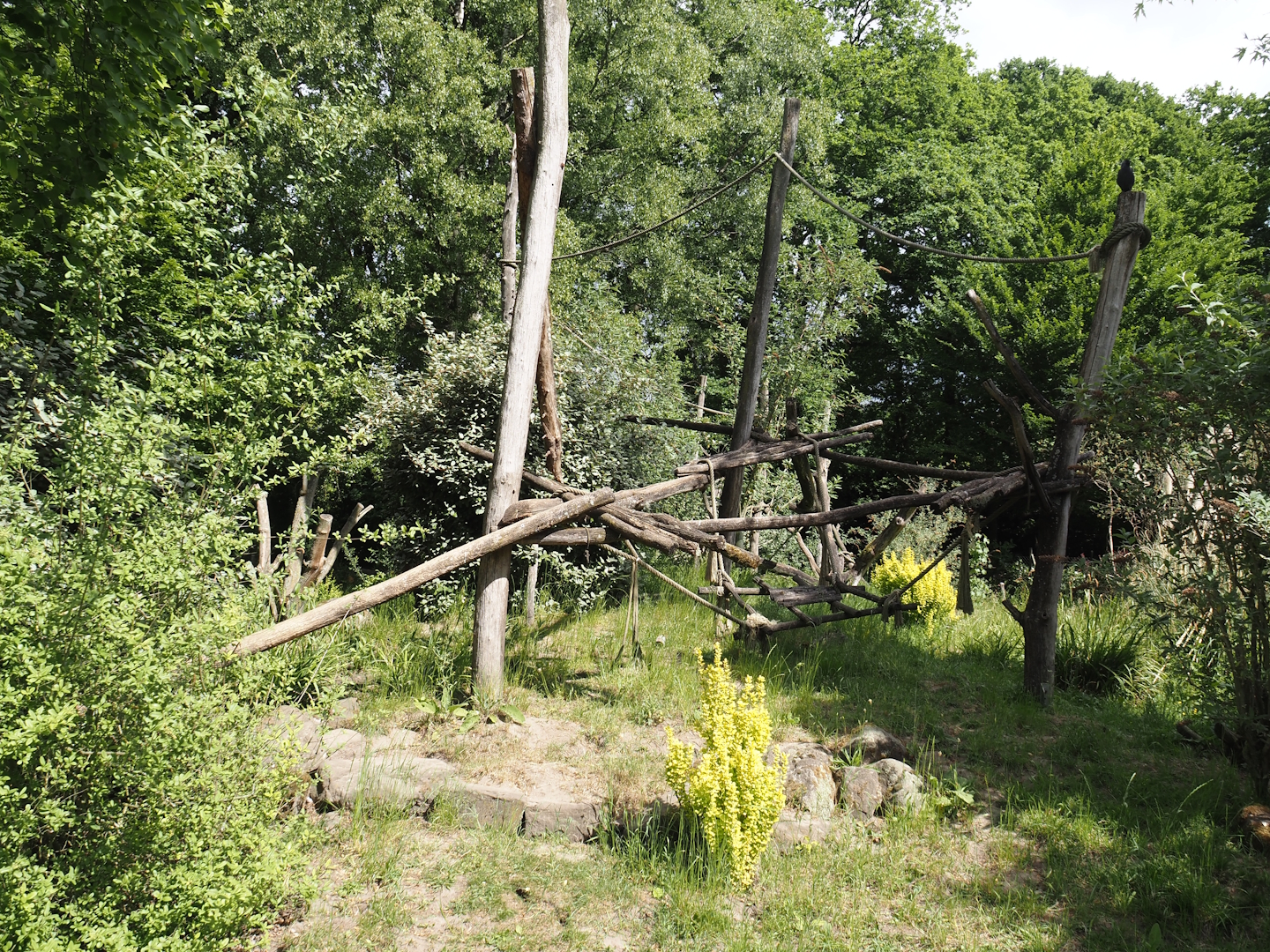 Ring-tailed coati exhibit, 2025-05-22