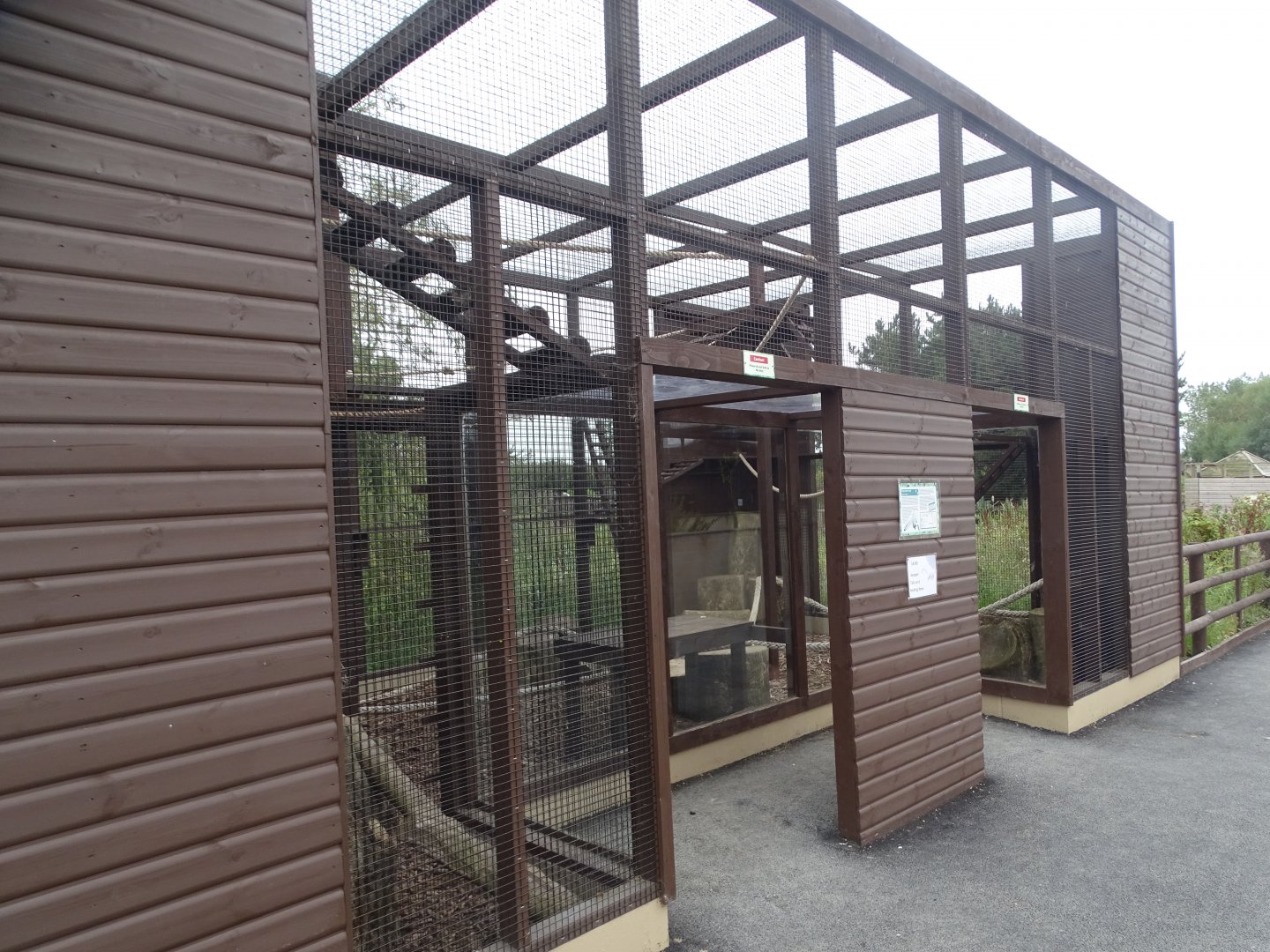 Ring-tailed Coati exhibit, 3rd September 2024