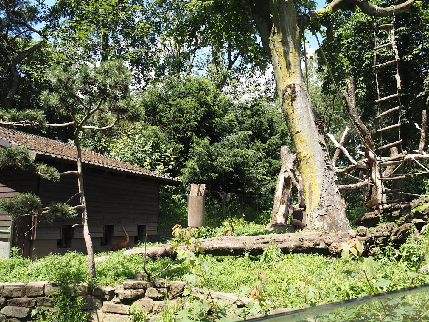Ring-tailed coati exhibit and house, 2024-06-08