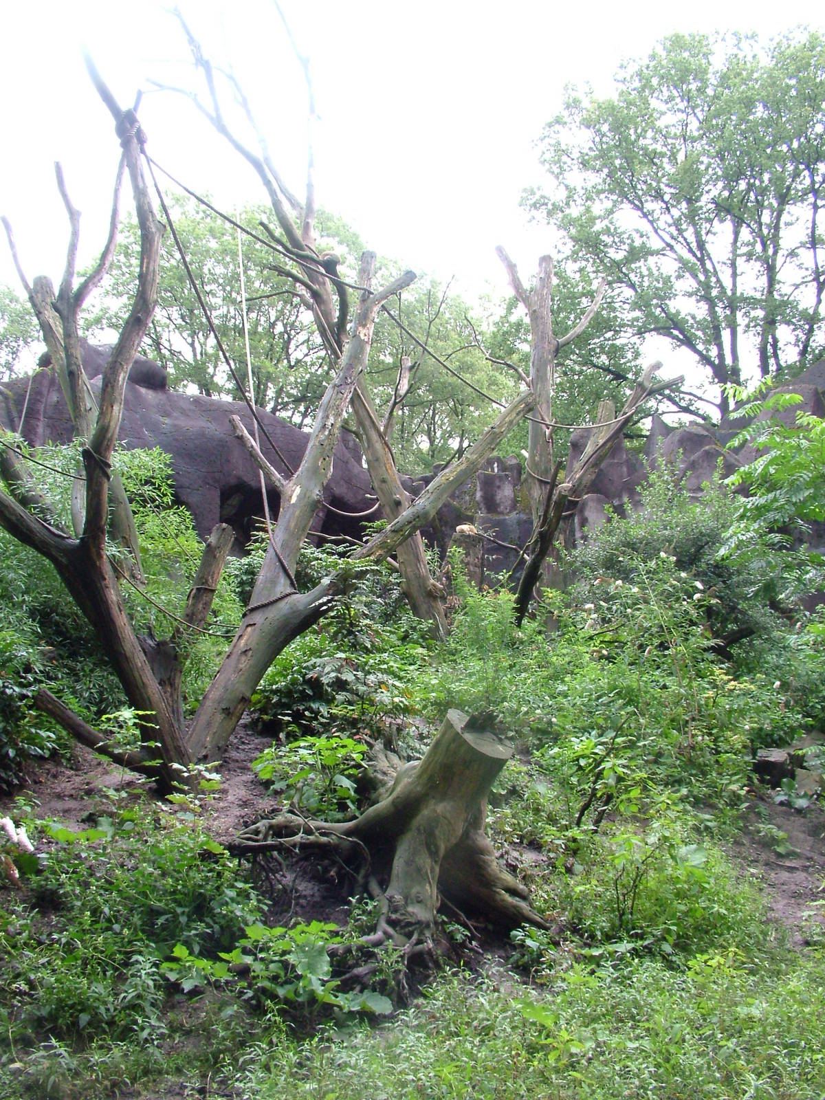 Ring-tailed Coati Exhibit at Burgers Zoo Arnhem, 29/08/10