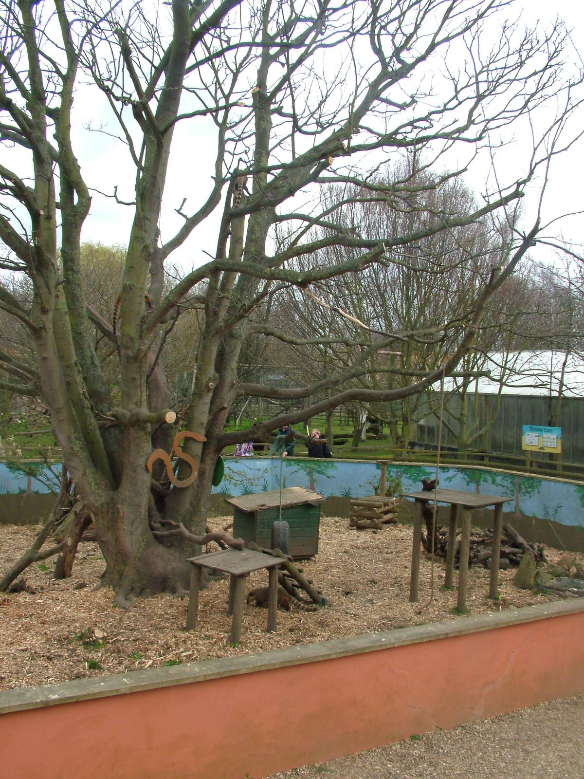 Ring-tailed Coati exhibit at Shepreth 05/04/10