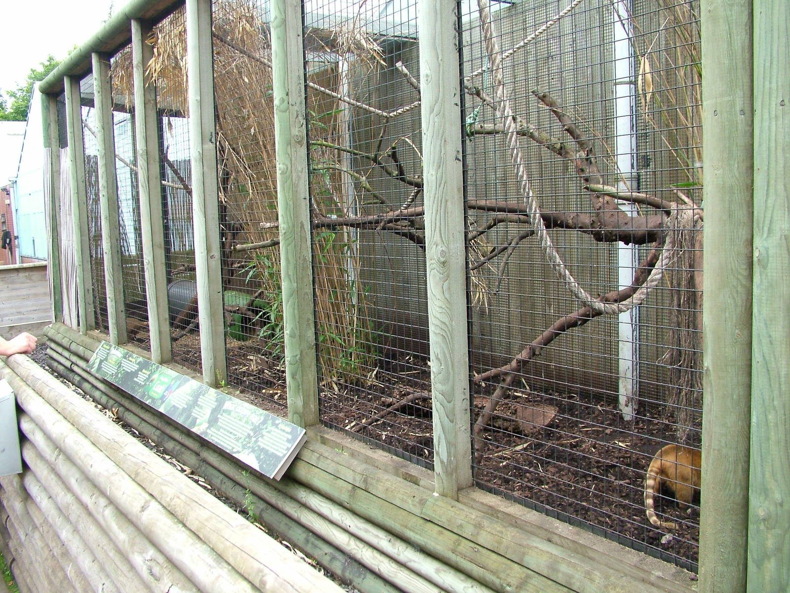 Ring-tailed Coati Exhibit at the Palms: Final Visit, 08/08/10