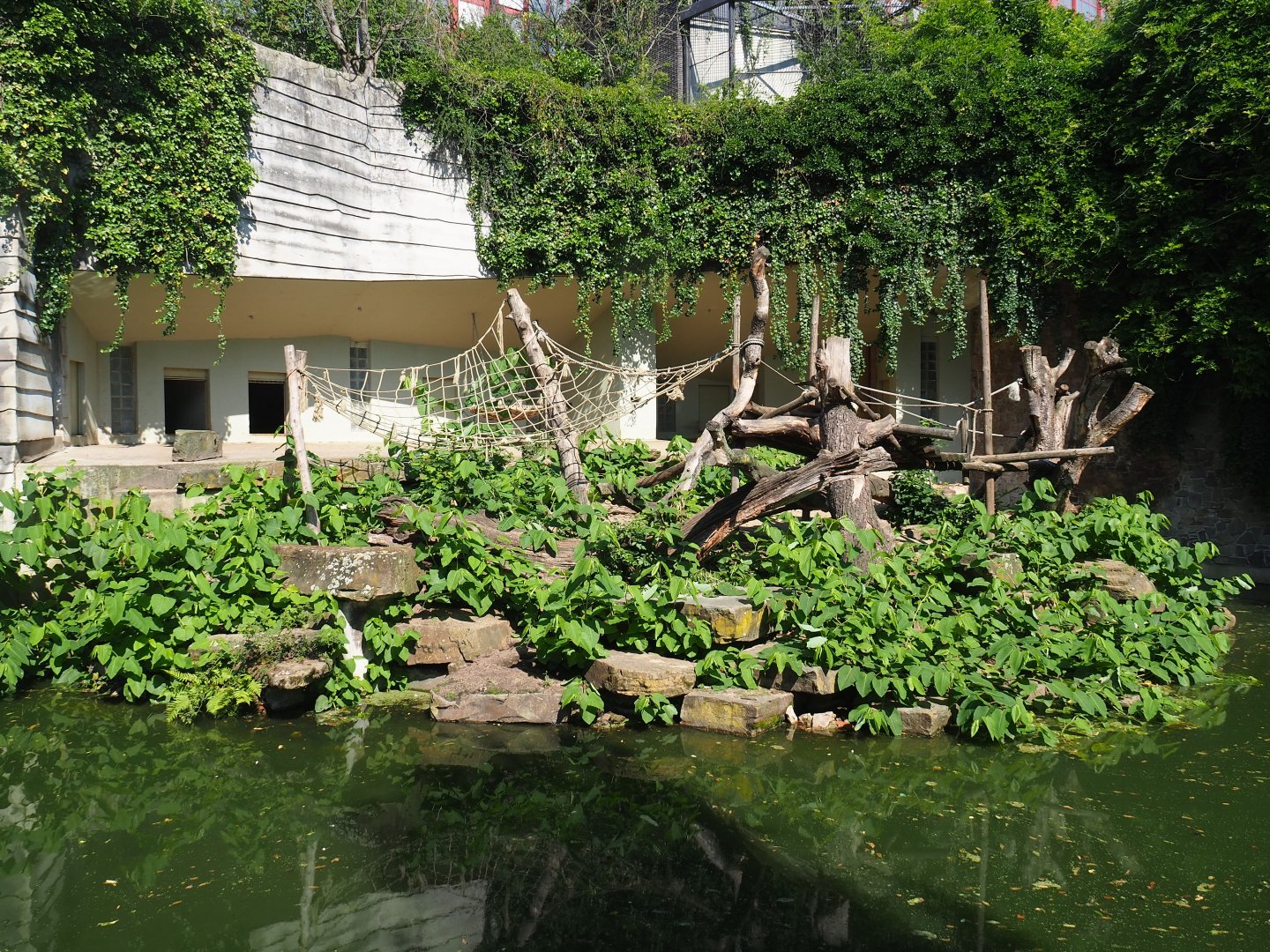 Ring-tailed coati exhibit - Former Siberian tiger terrace, 2019