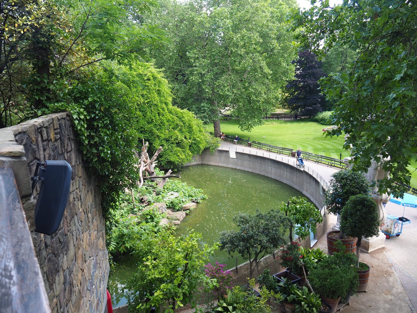 Ring-tailed coati exhibit - Former Siberian tiger terrace, 2019