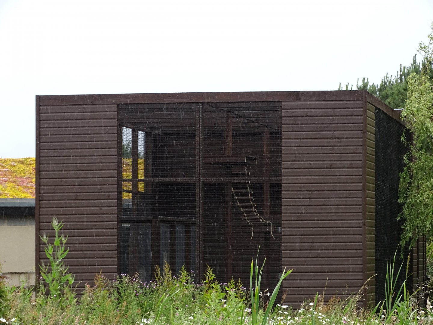 Ring-tailed Coati exhibit under construction, 1st July 2024