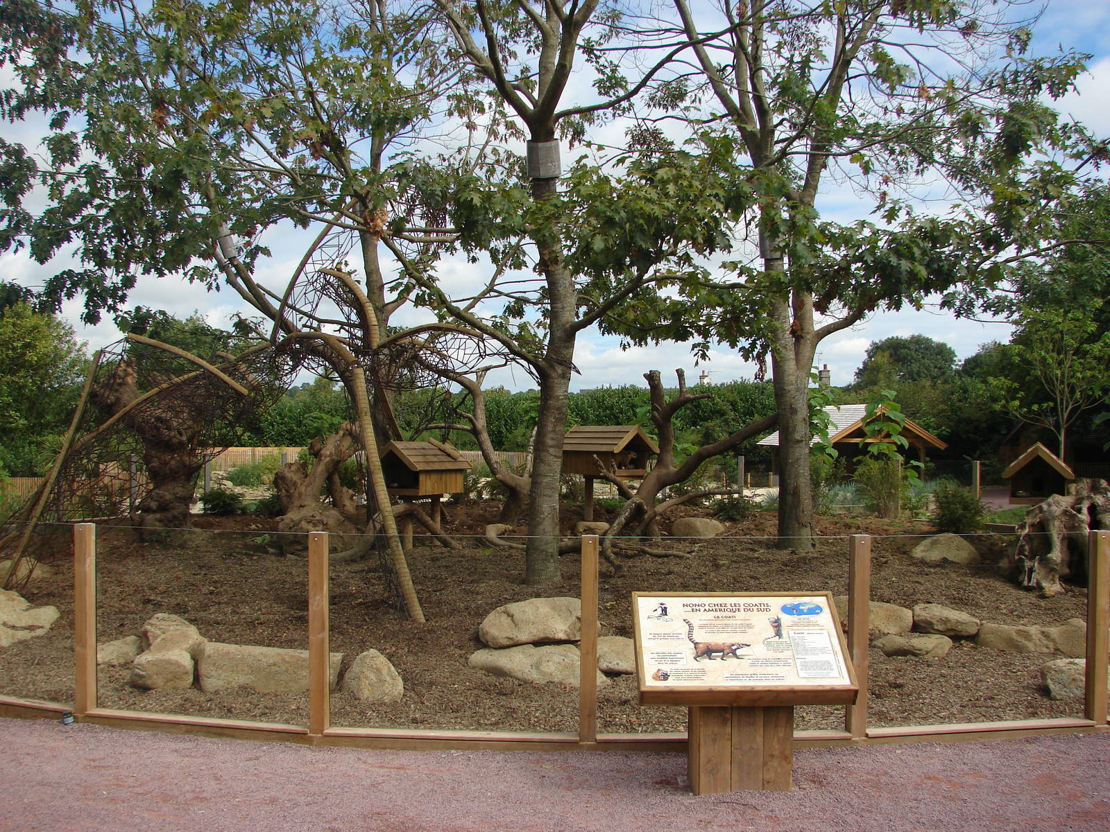Ring-tailed coati exhibit
