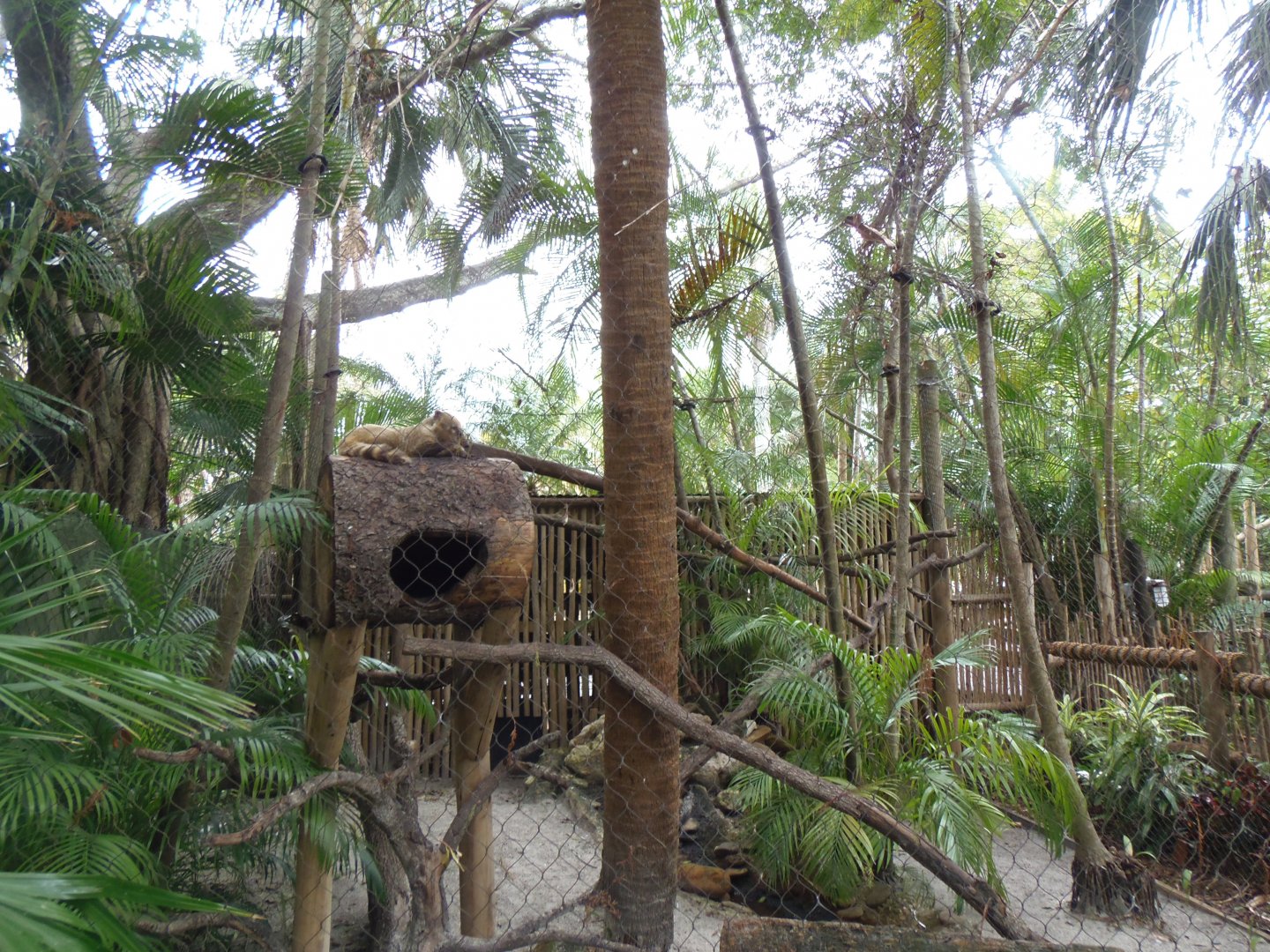Ring-Tailed Coati Exhibit