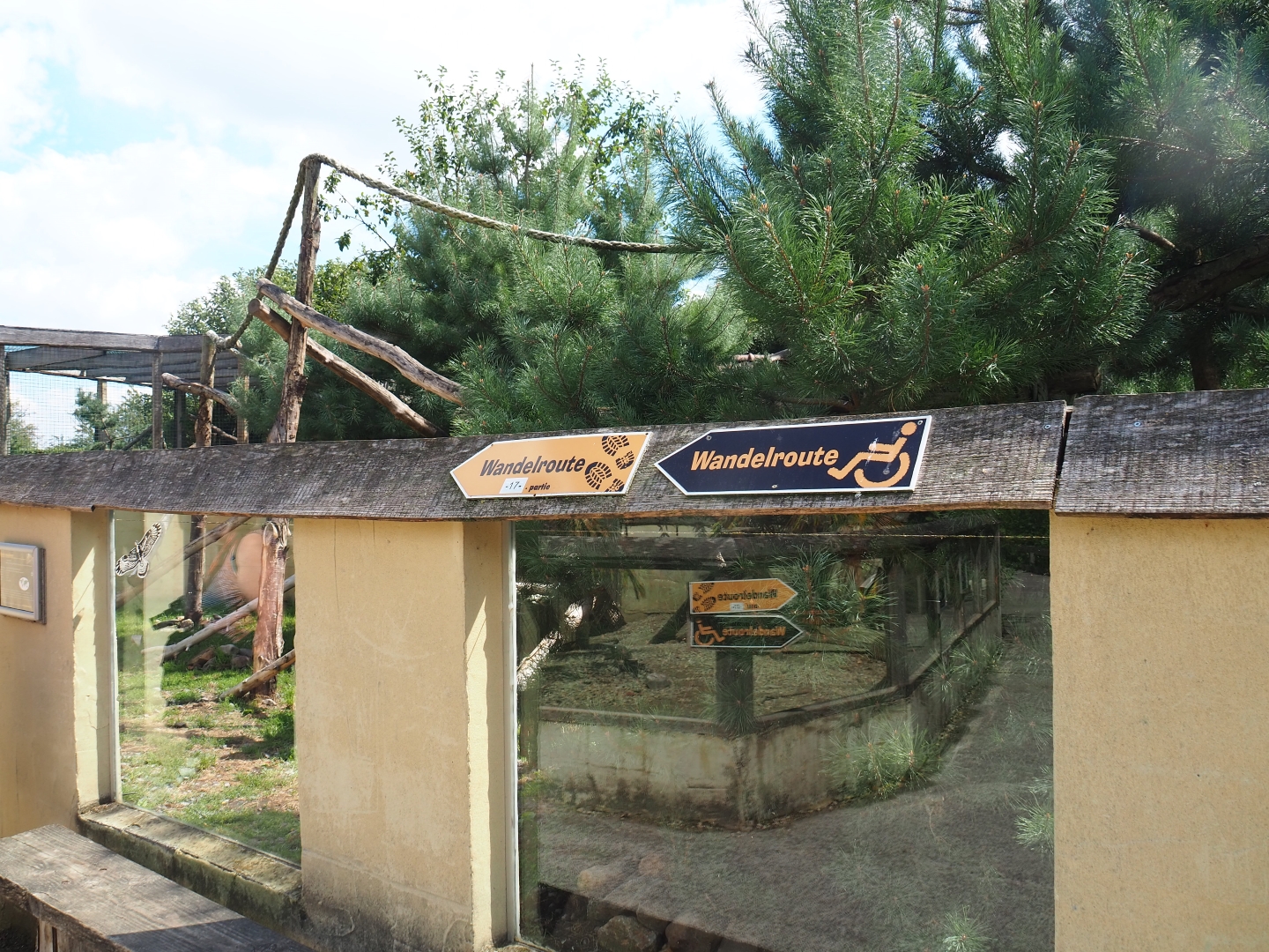Ring-tailed coati exhibit
