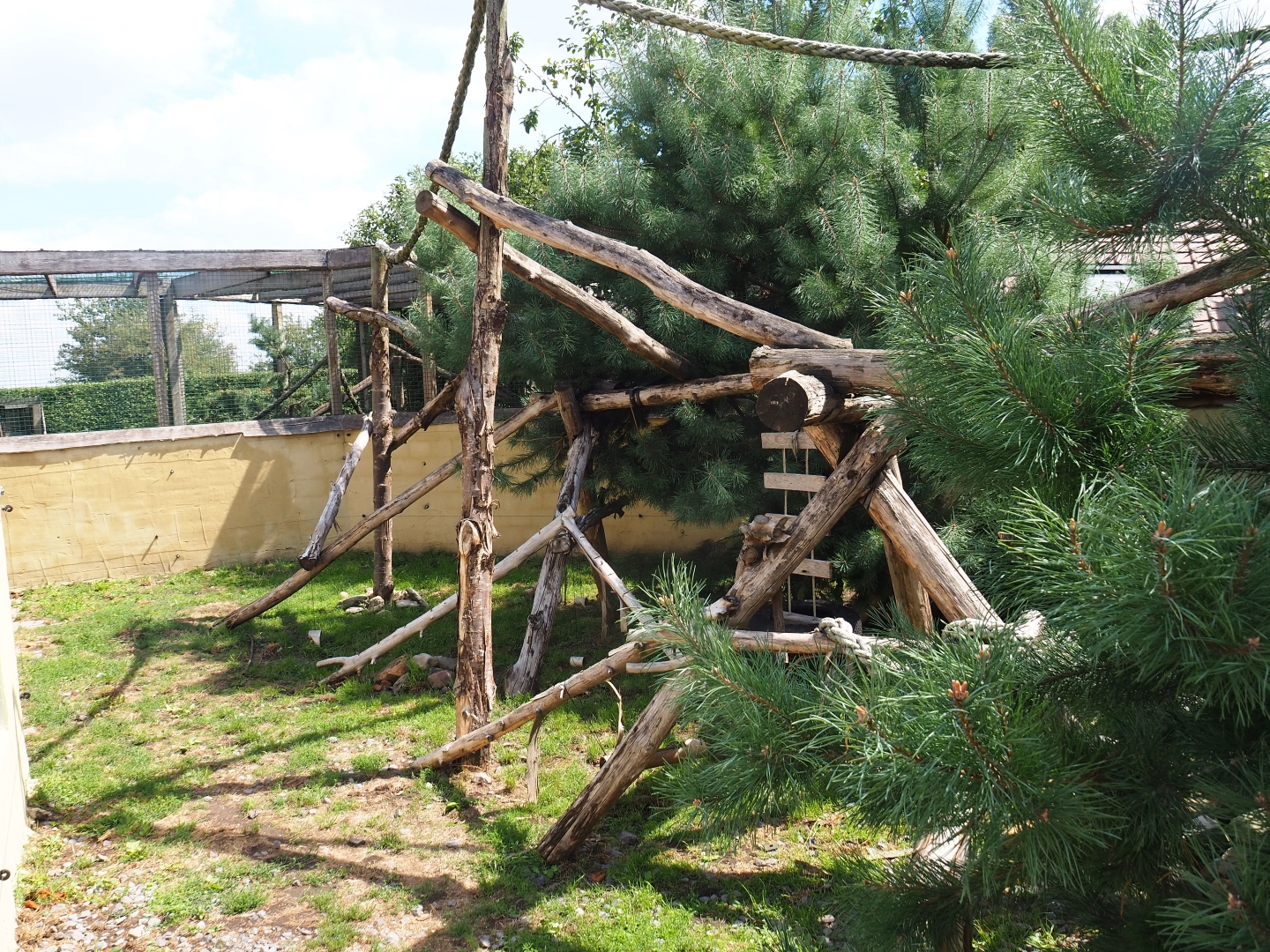 Ring-tailed coati exhibit