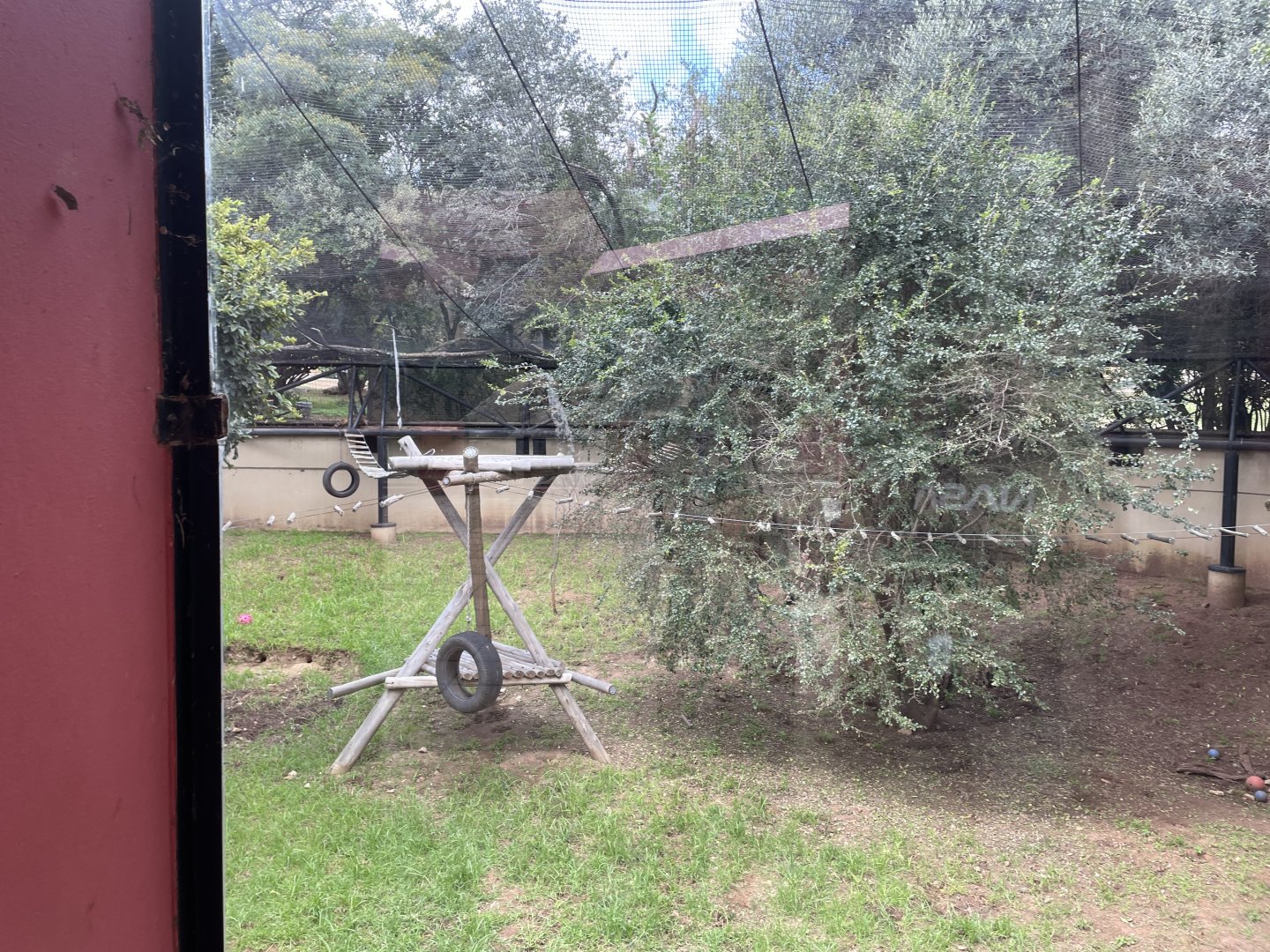 Ring-Tailed Coati Exhibit