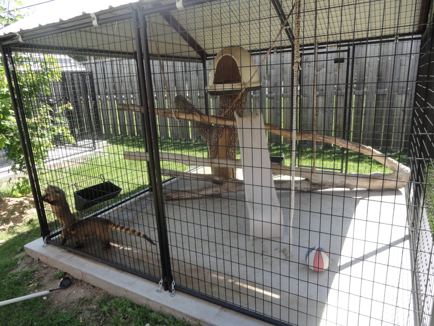 Ring Tailed Coati Exhibit