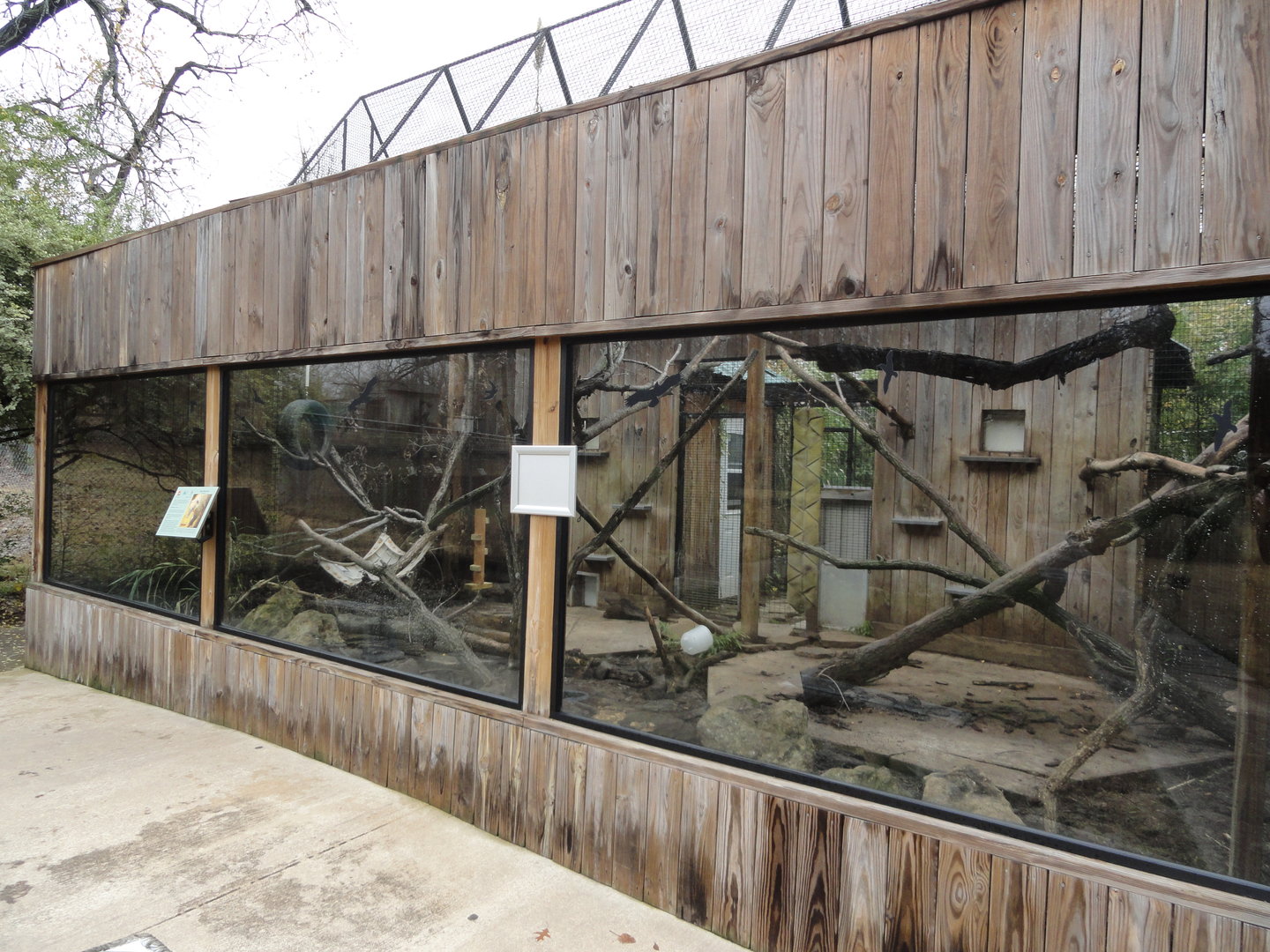 Ring Tailed Coati Exhibit