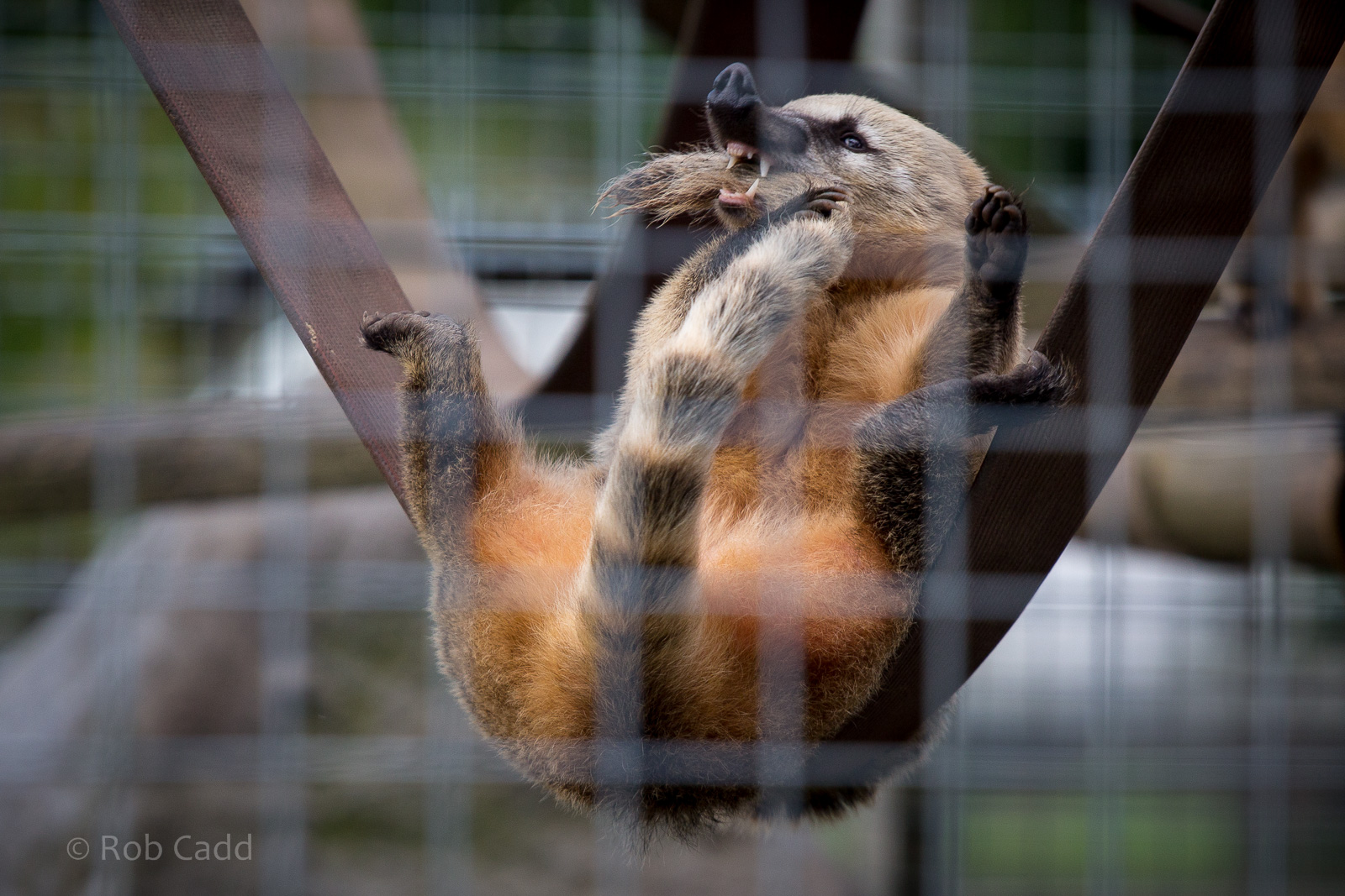 Ring-tailed coati : Hamerton : 31 Aug 2014