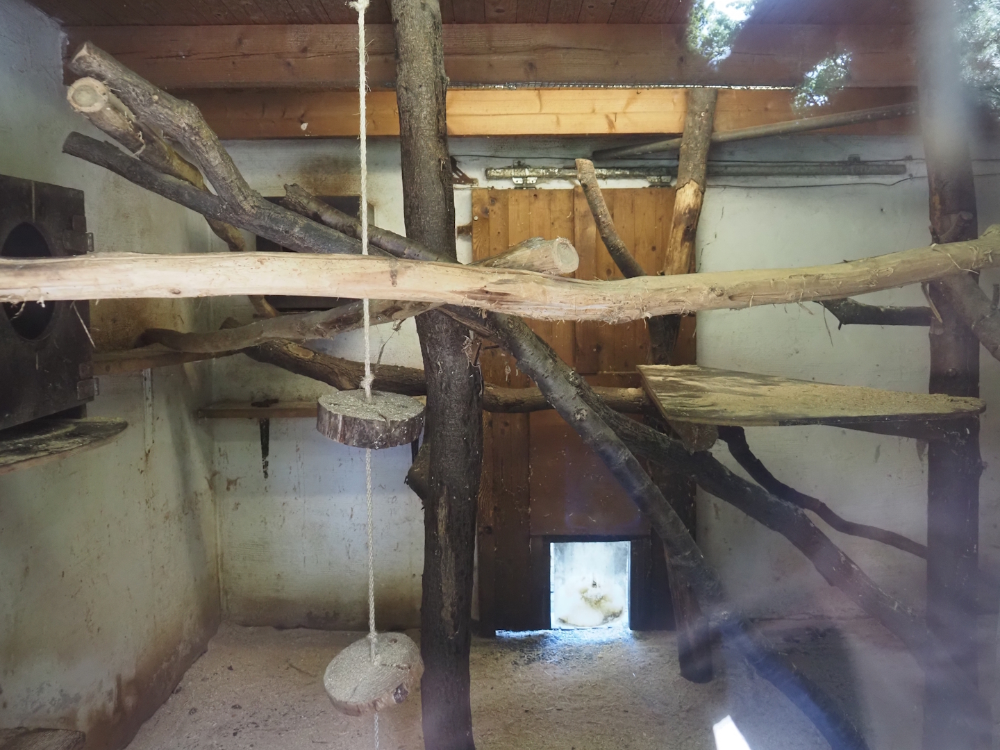 Ring-tailed coati indoor housing, 2025-05-22
