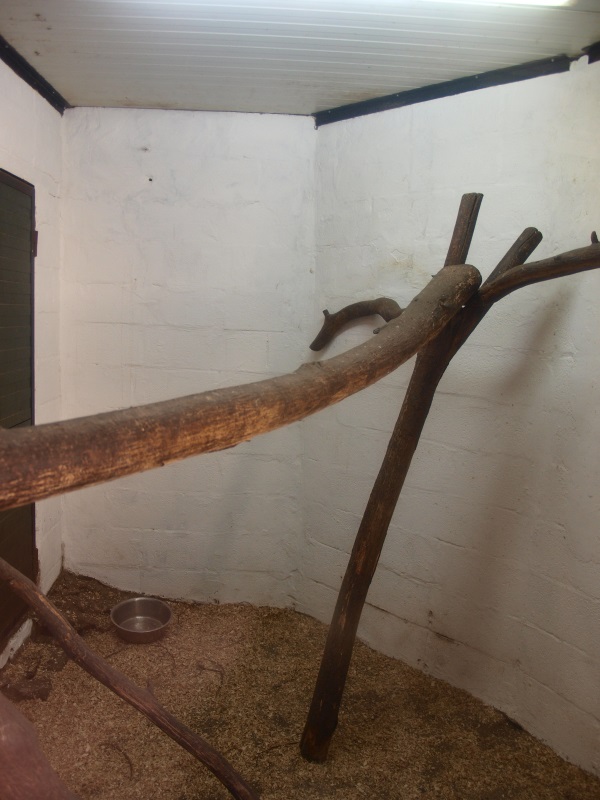 Ring-tailed coati indoor housing (April 19th, 2015)