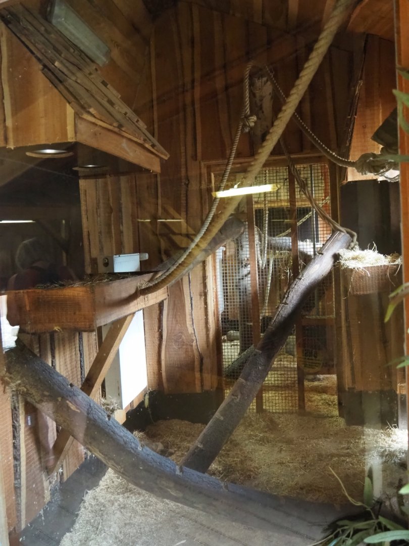 Ring-tailed coati indoor housing