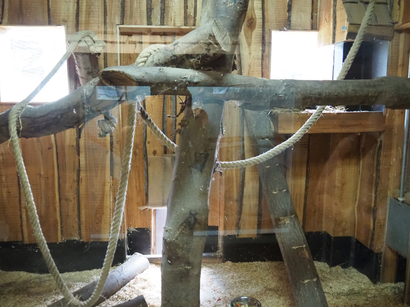 Ring-tailed coati indoor housing