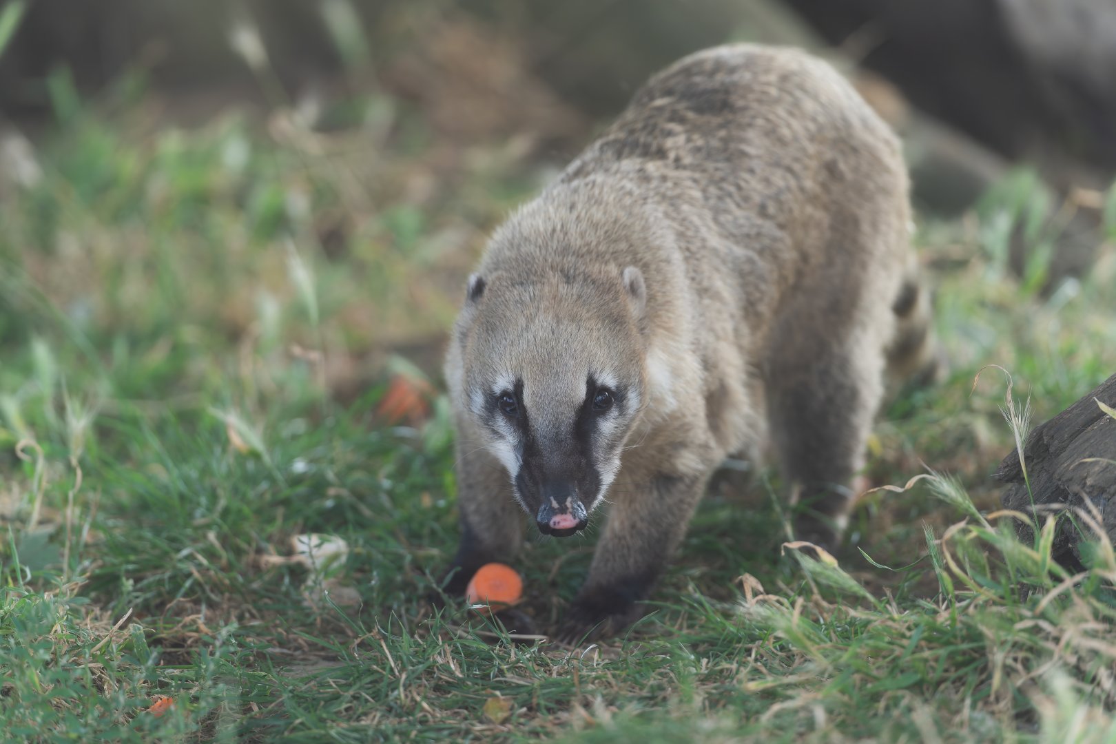 Ring tailed coati, Jimmy's Farm and Wildlife Park, UK